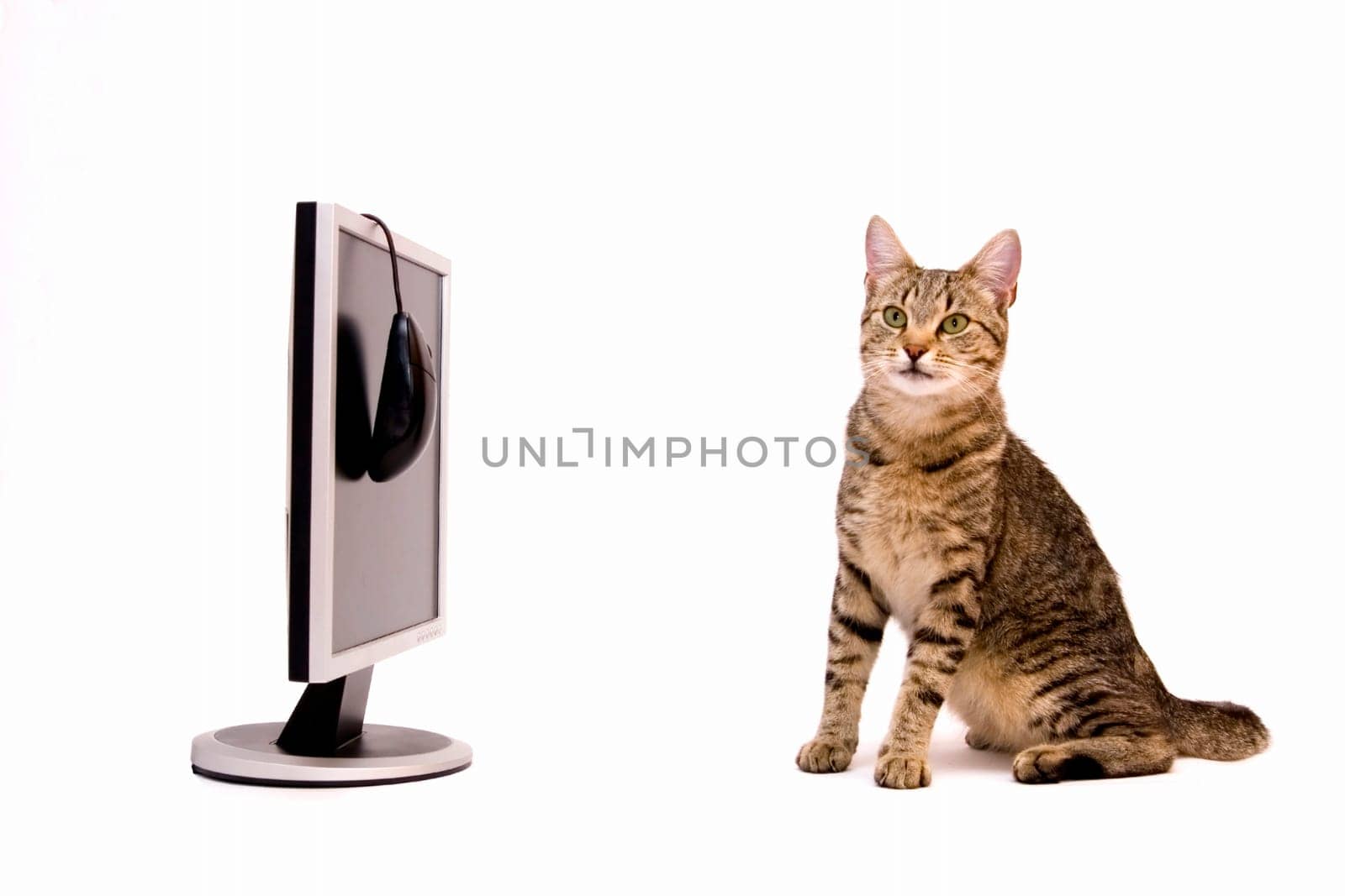 Home cat are surfing on the Internet