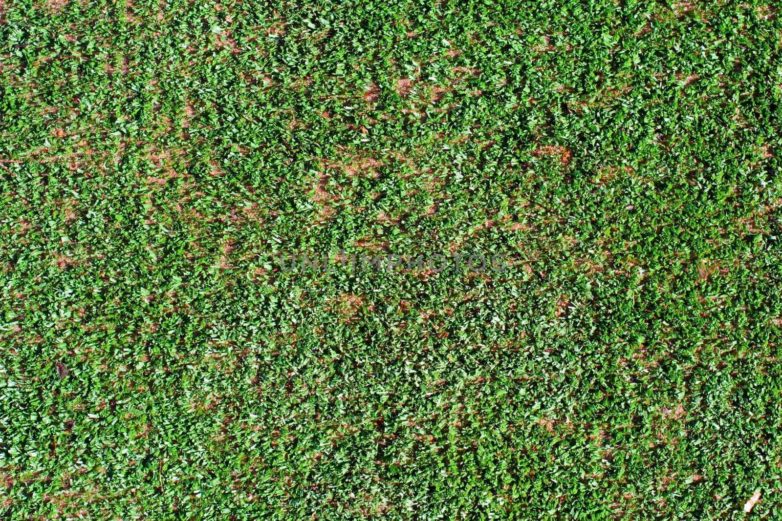 Green grass background