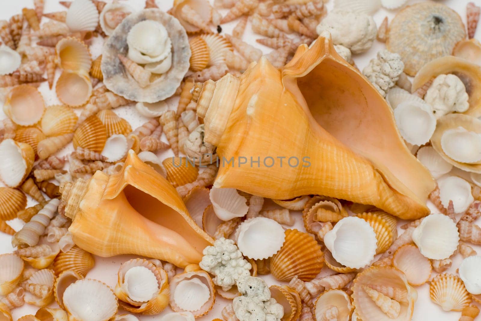 Sea shells background