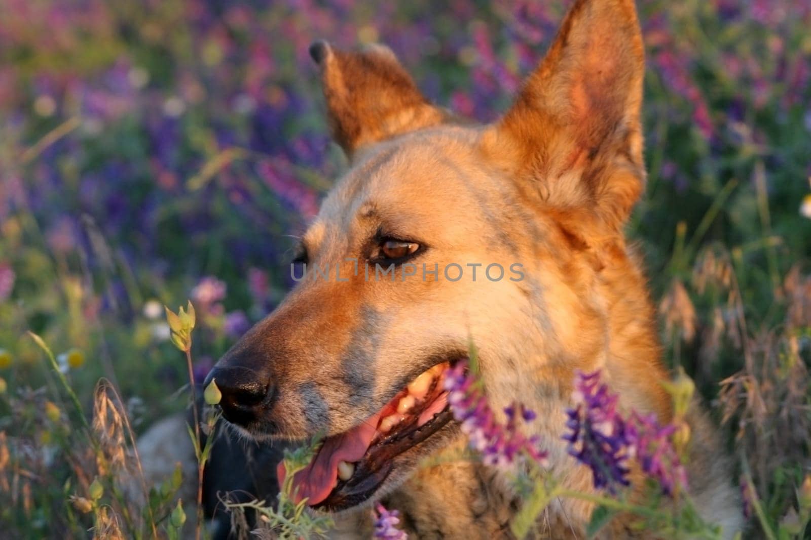 dog in the meadow     dog in the meadow