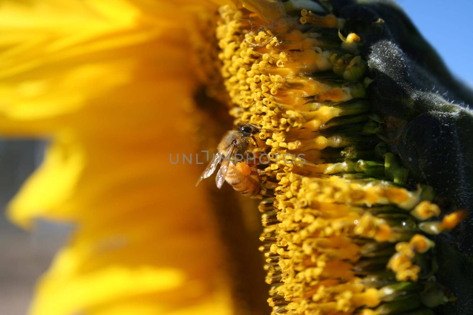 Image of a bee collecting pollen, which is clearly visible on its rear legs
