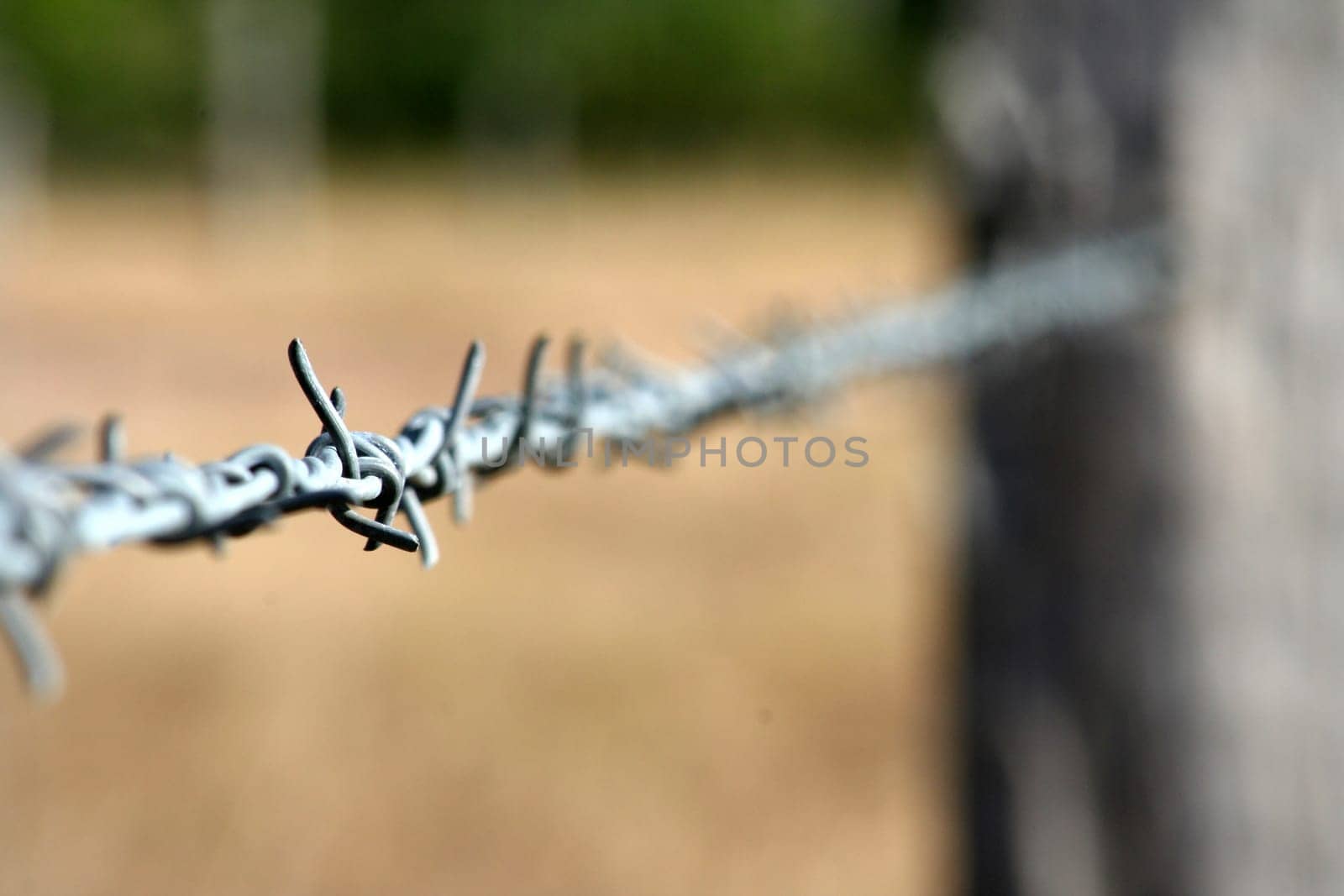 Image of a single strand from a barbed wire fence. limited depth of field, focussing on a single barb.