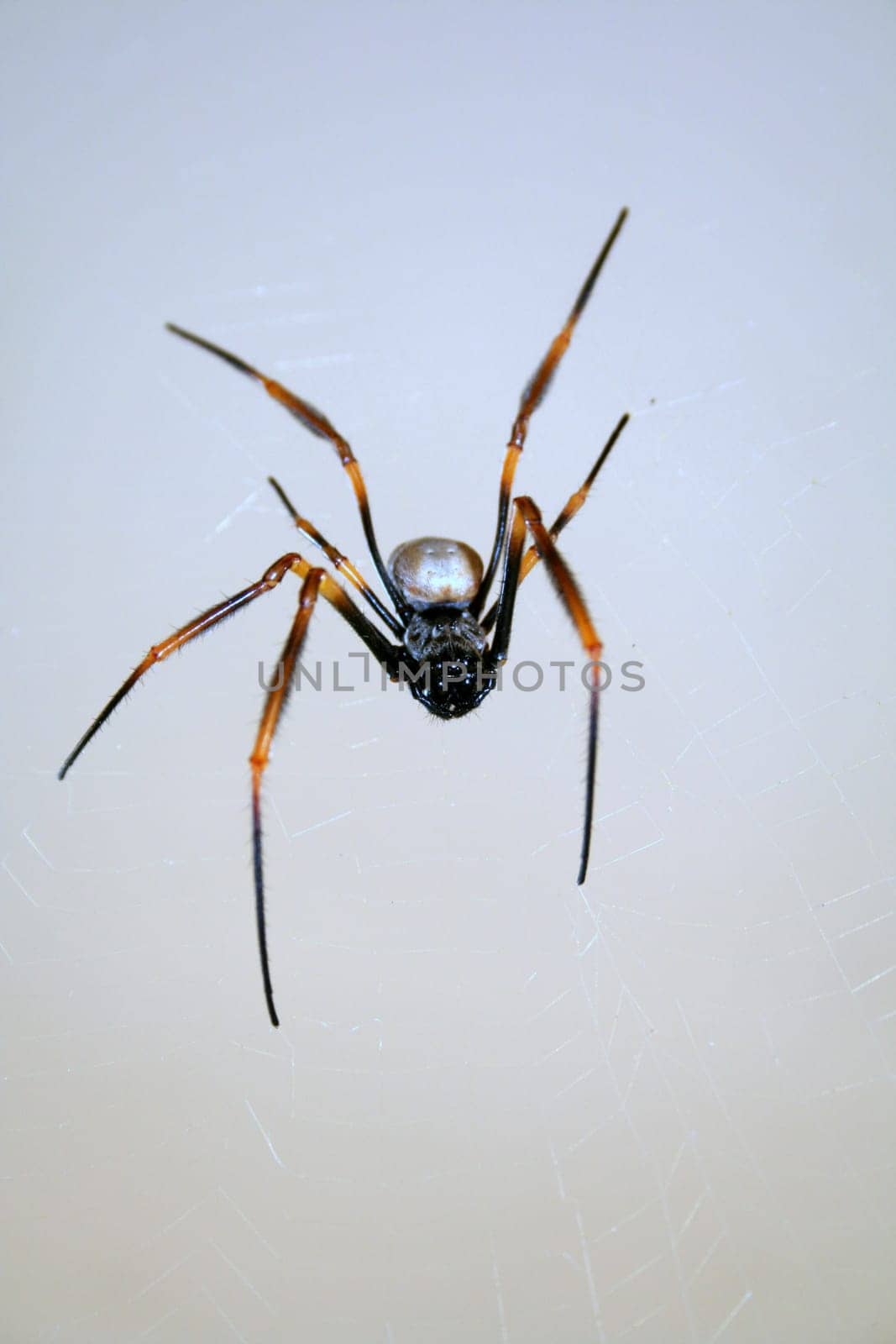 spider, hanging from its web