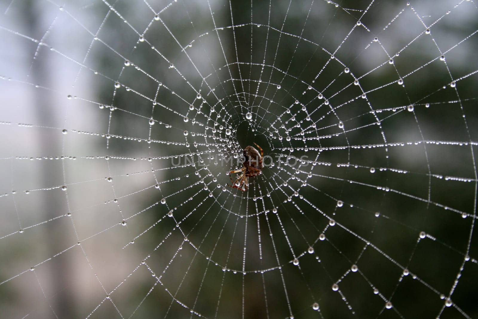 Dew formed on a spider's web. Spider is in the middle. From afar, looks like cracked glass.