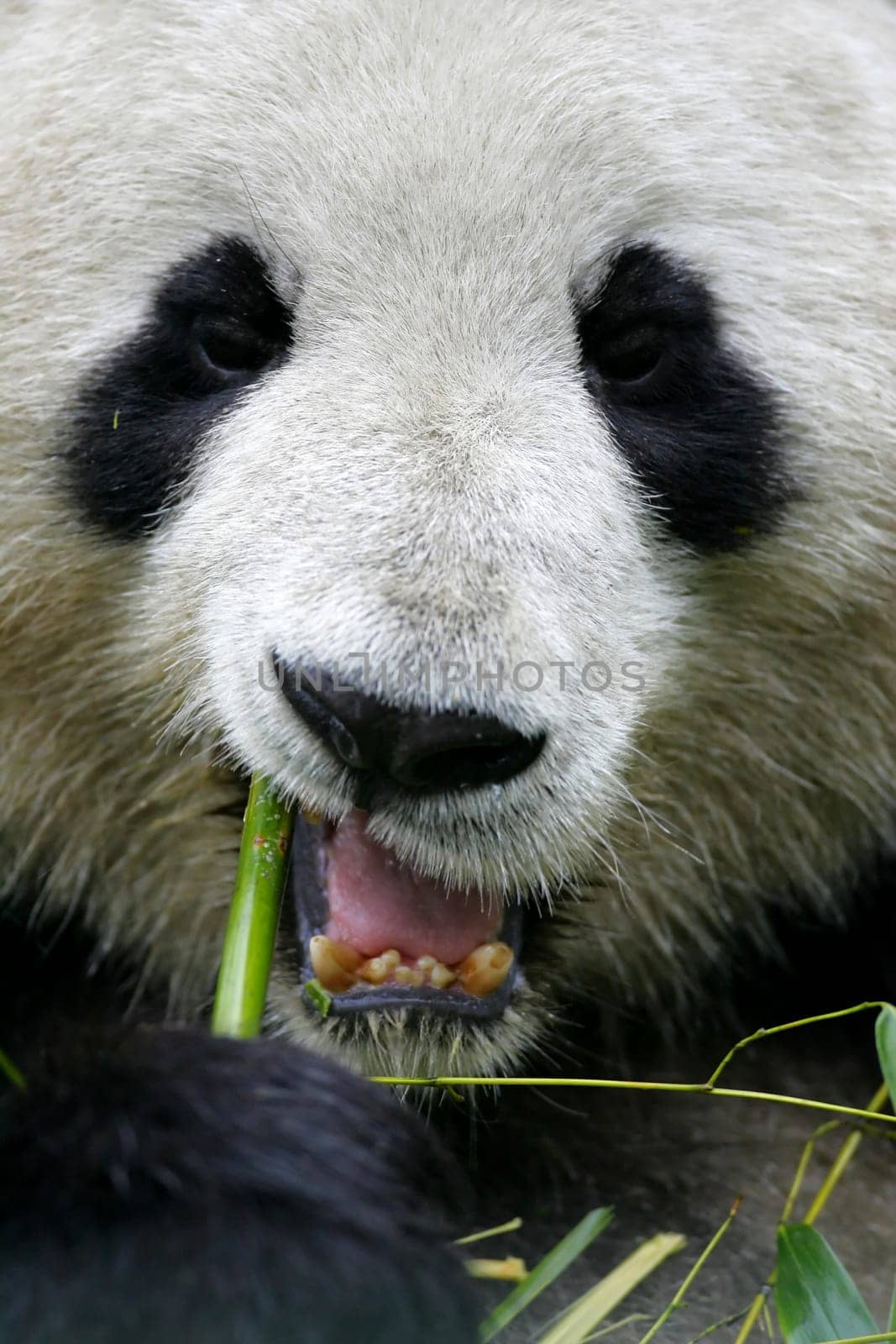 Giant Panda