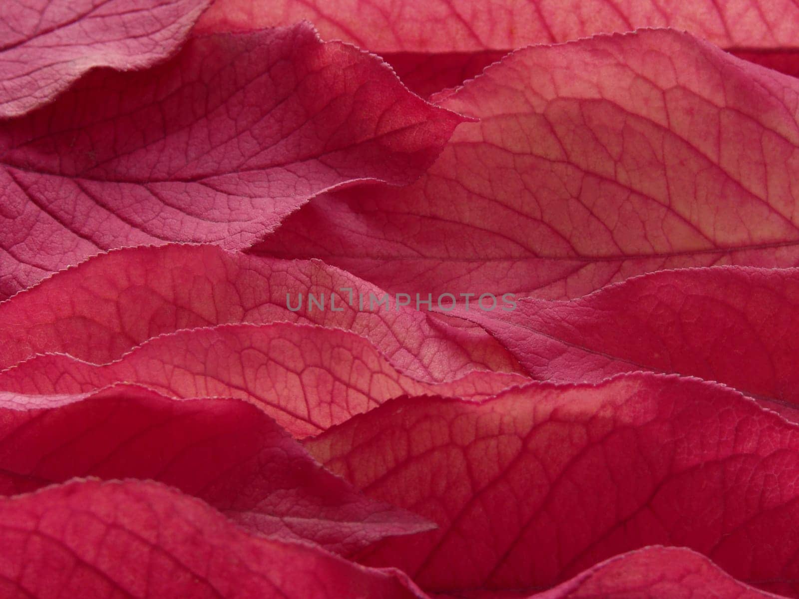 autumnal purple foliage background