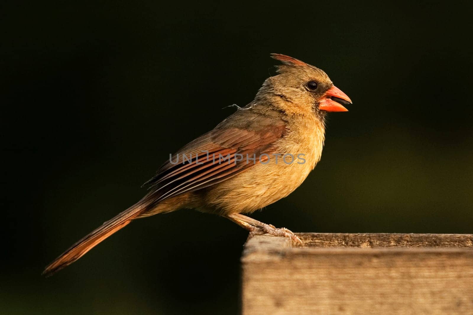 Female Northern Cardinal eating seeds