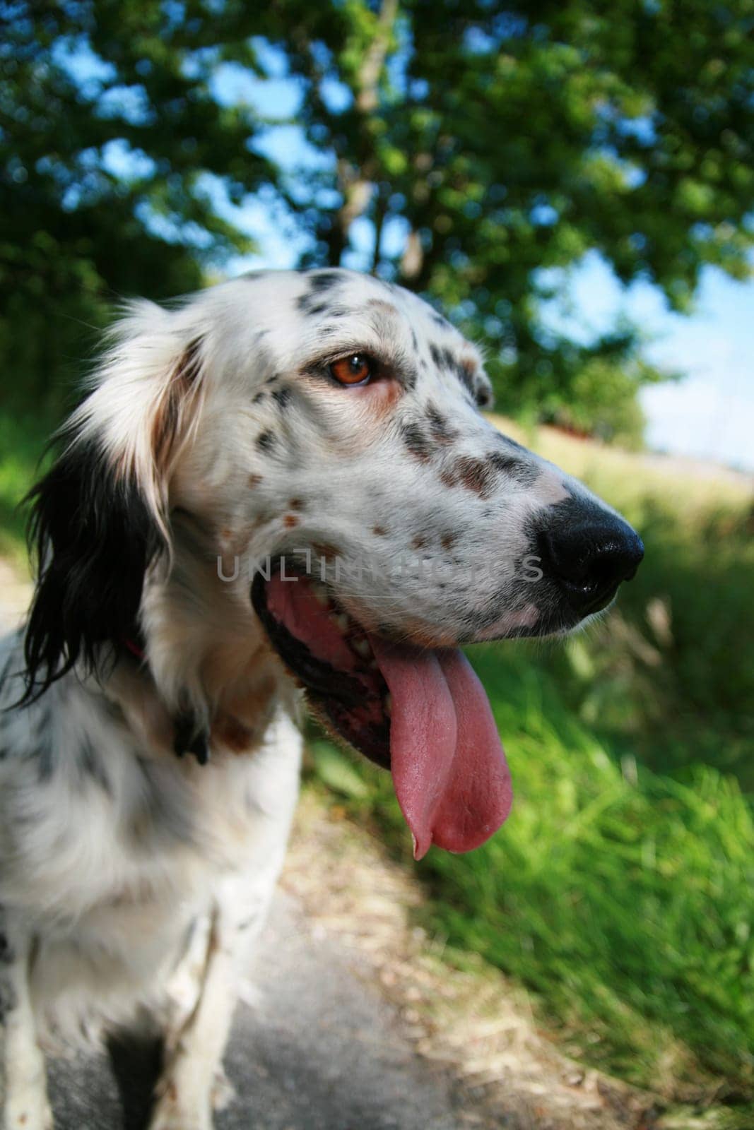 Dog in summer heat