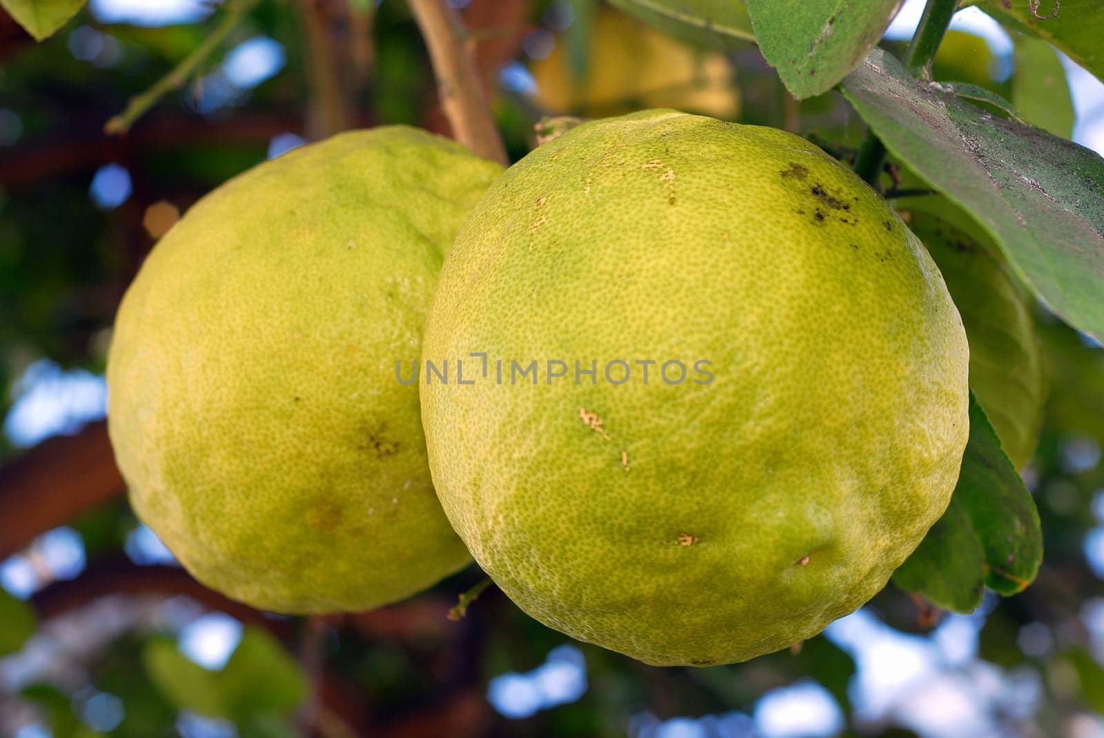 Close up shot of two large lemons