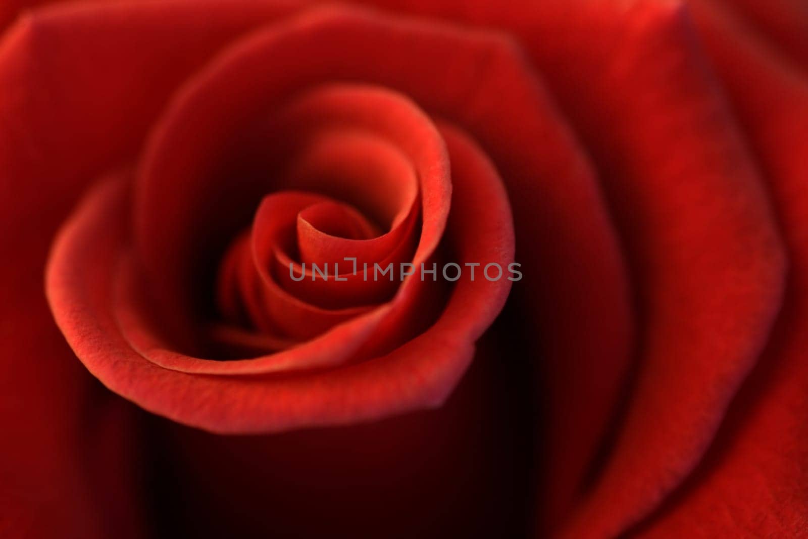 A soft focus, shallow depth-of-field image of the centre of a rose.
