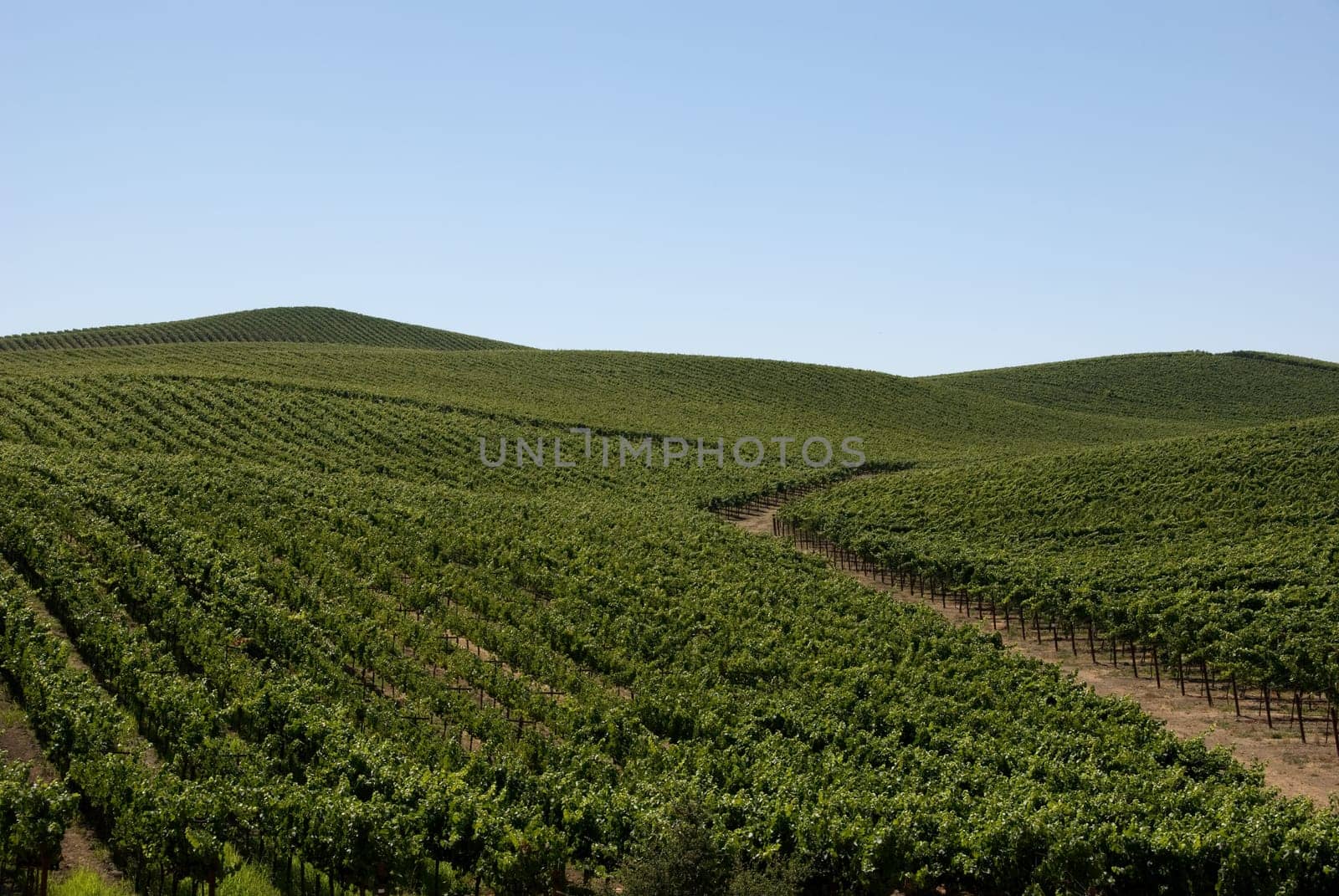 Rolling hills with grape vines planted as far as the eye can see