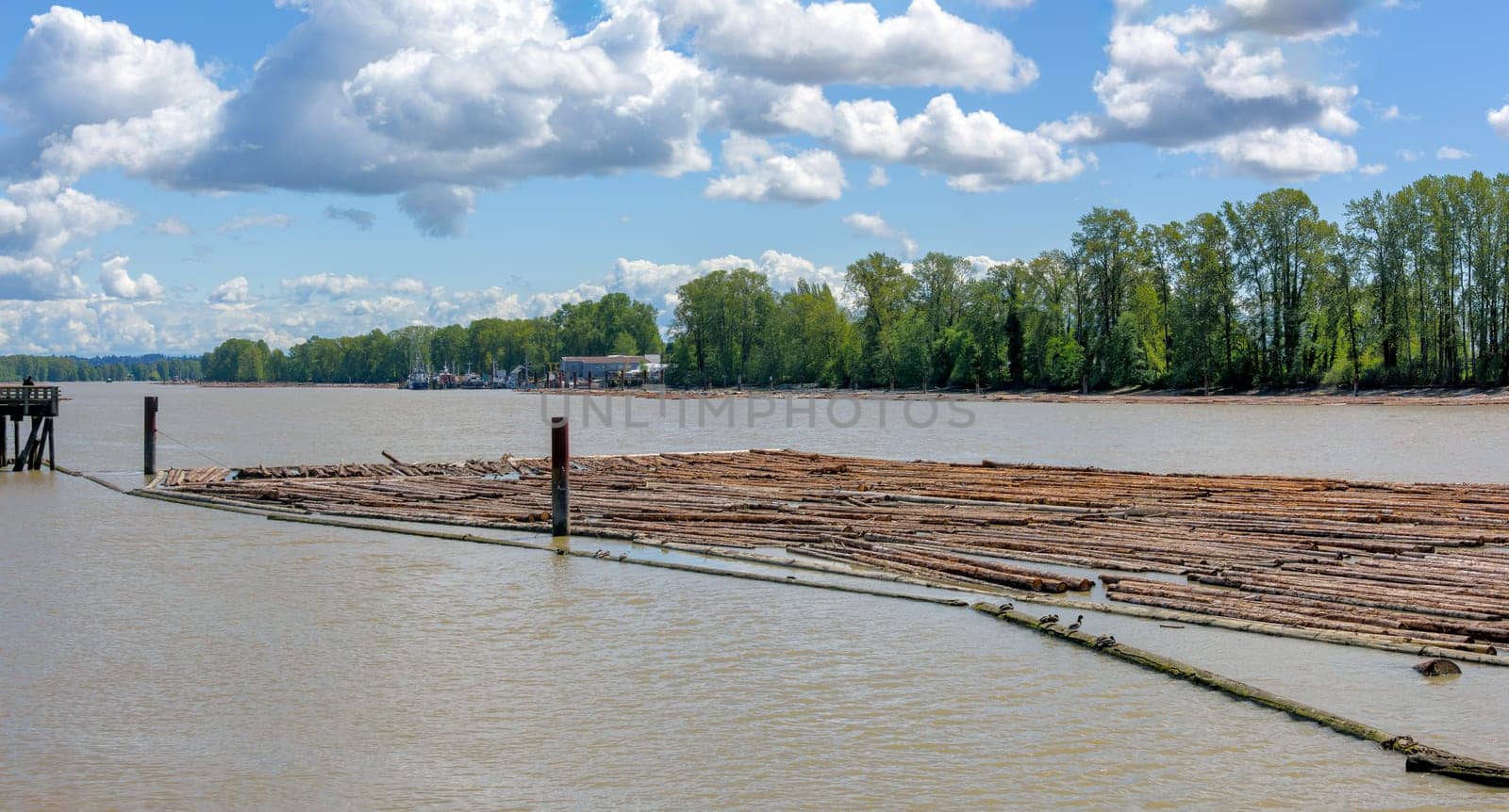 Driftwood on Fraser river in New Westminster on bright sunny day in British Columbia