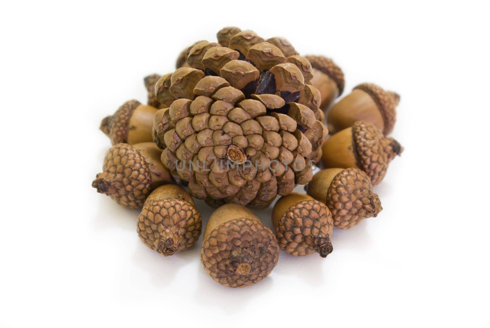 These pinecones pick up from Kew garden London, which is my favorite flora item.