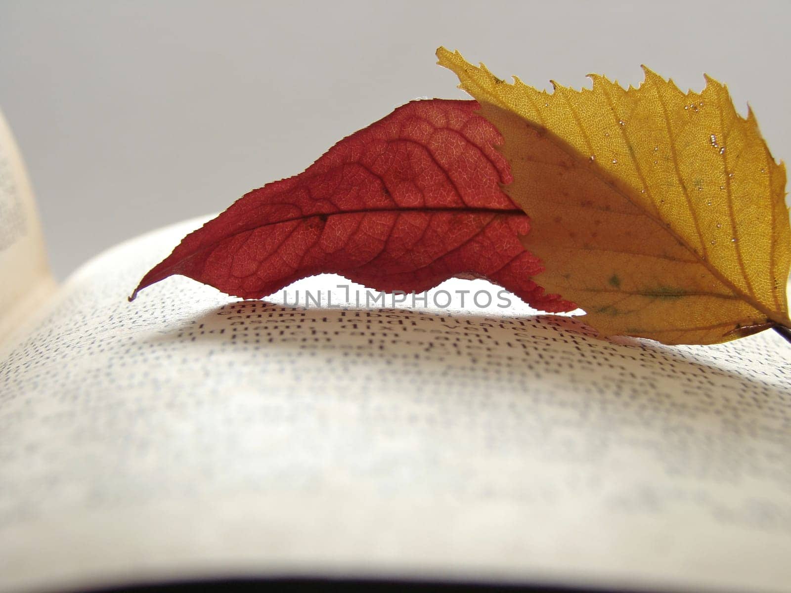 colorful autumnal leaves on the page of opened book