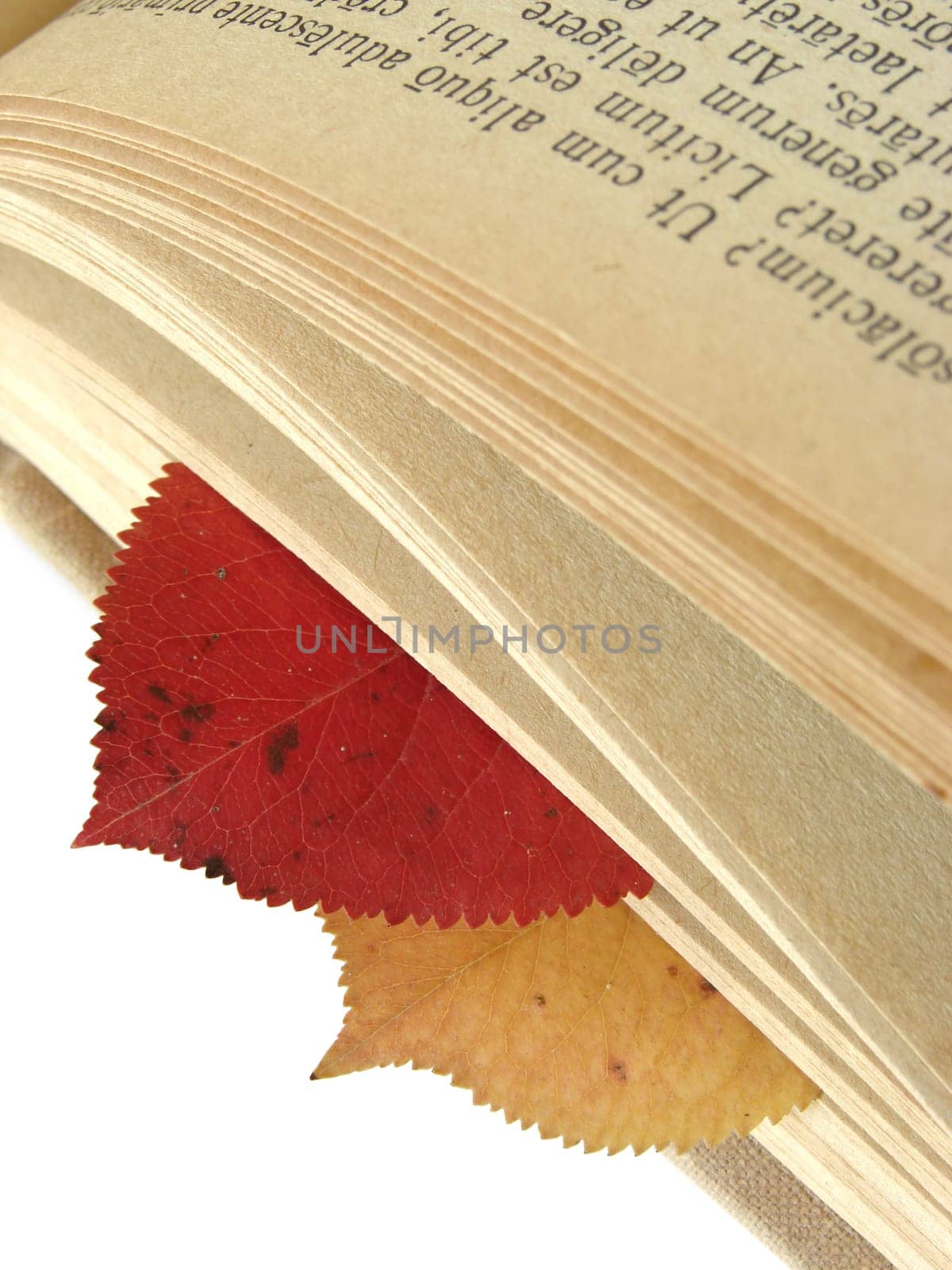 colorful autumnal leaves between book pages with ancient Latin text, as a bookmarks