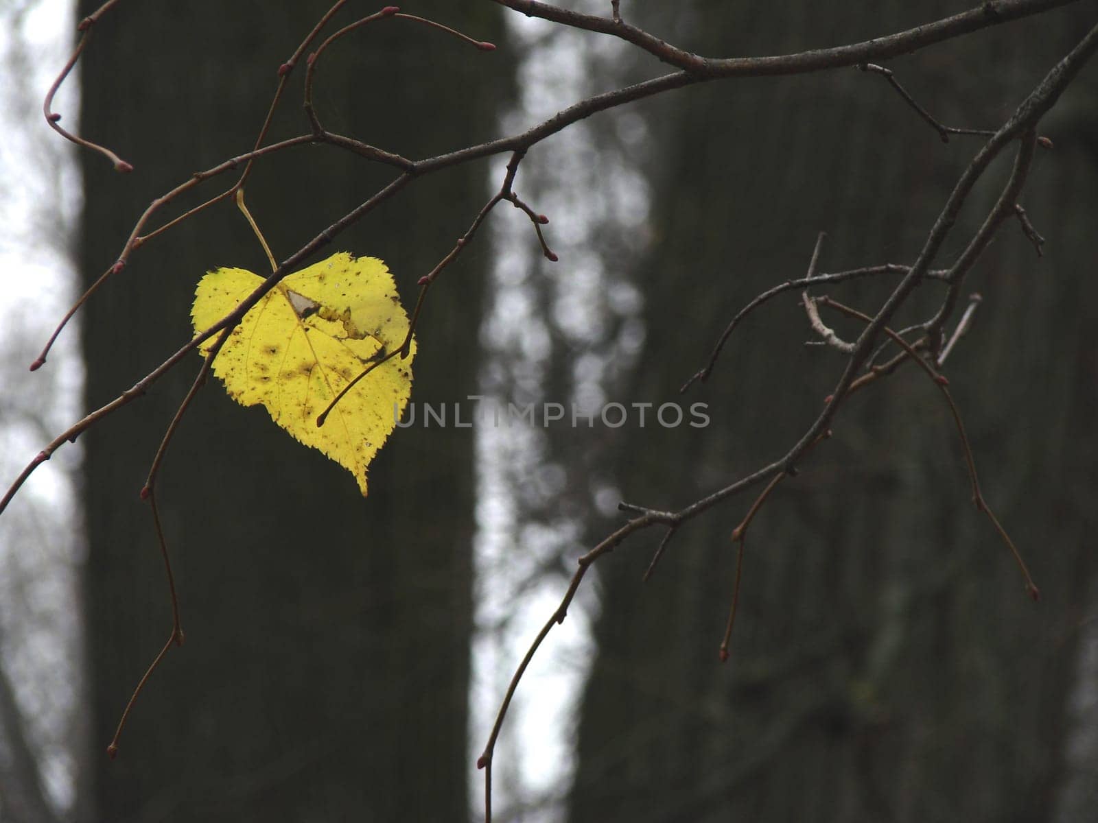 lonely autumnal leaf on tree branch