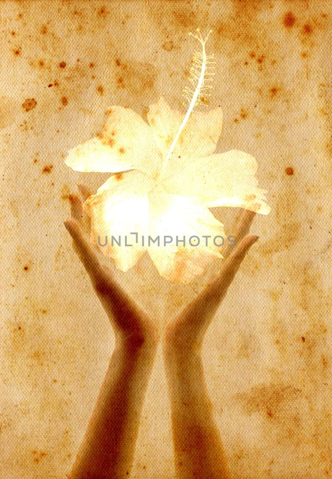 Vintage card with hands giving a flower - sepia tone
