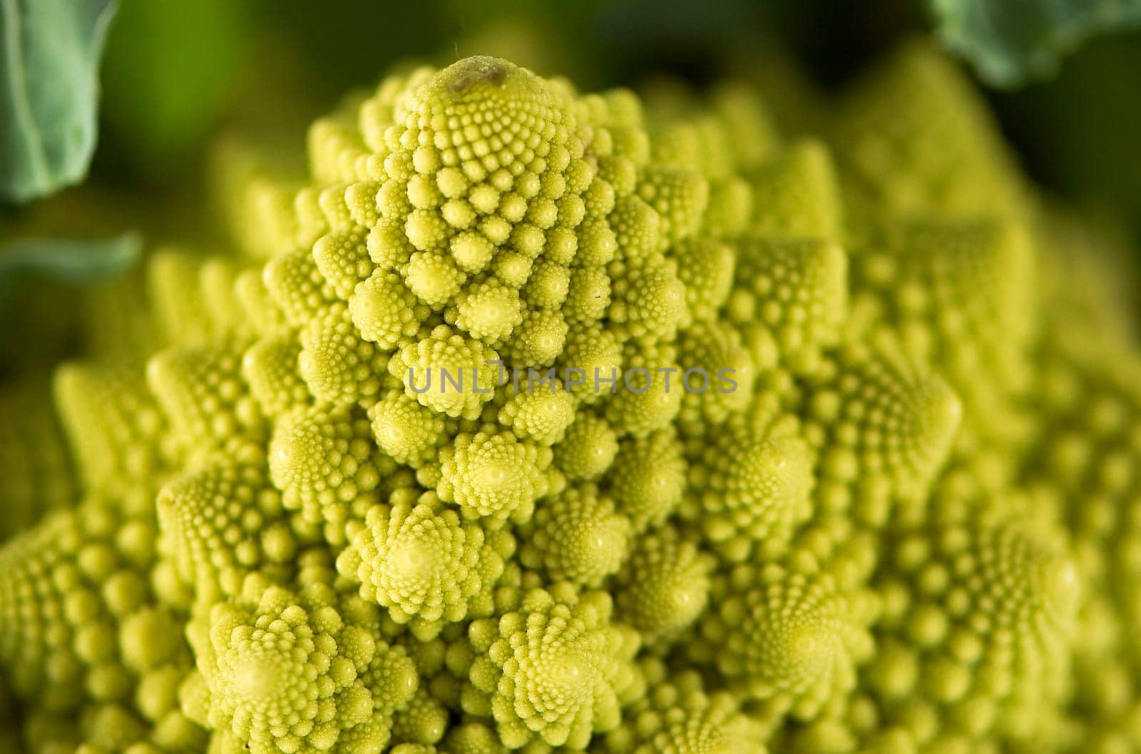 vegetable