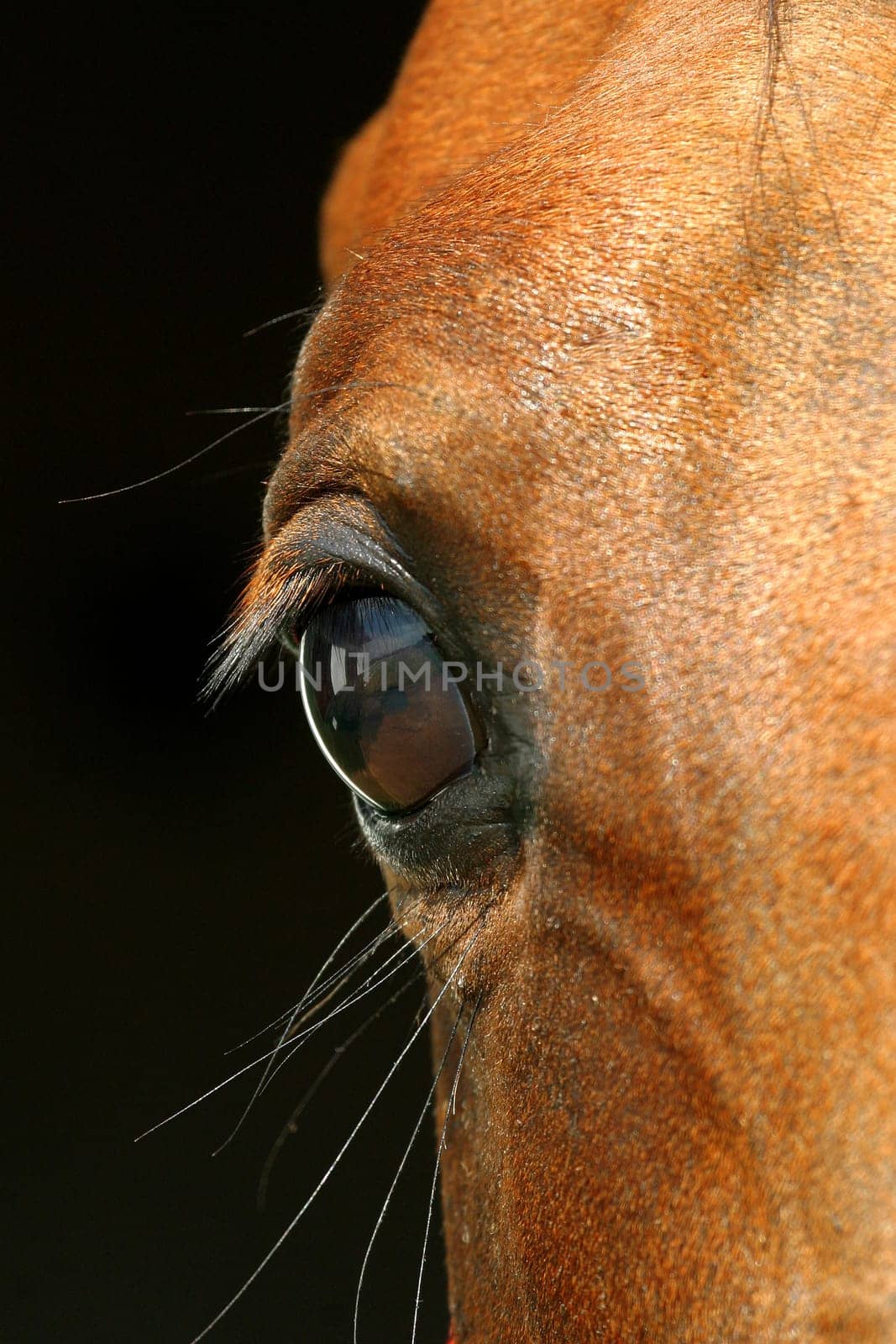 close-up of an eye of a horse