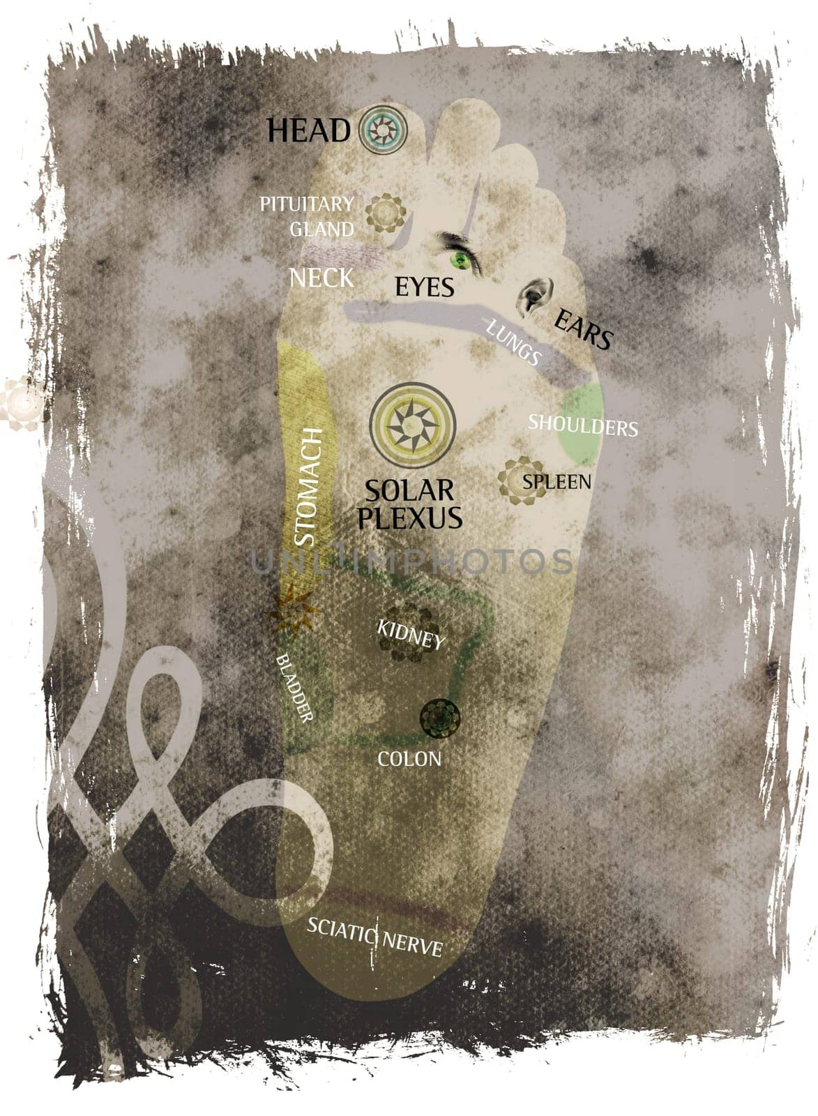 Mixed medial illustration of Reflexology foot massage points