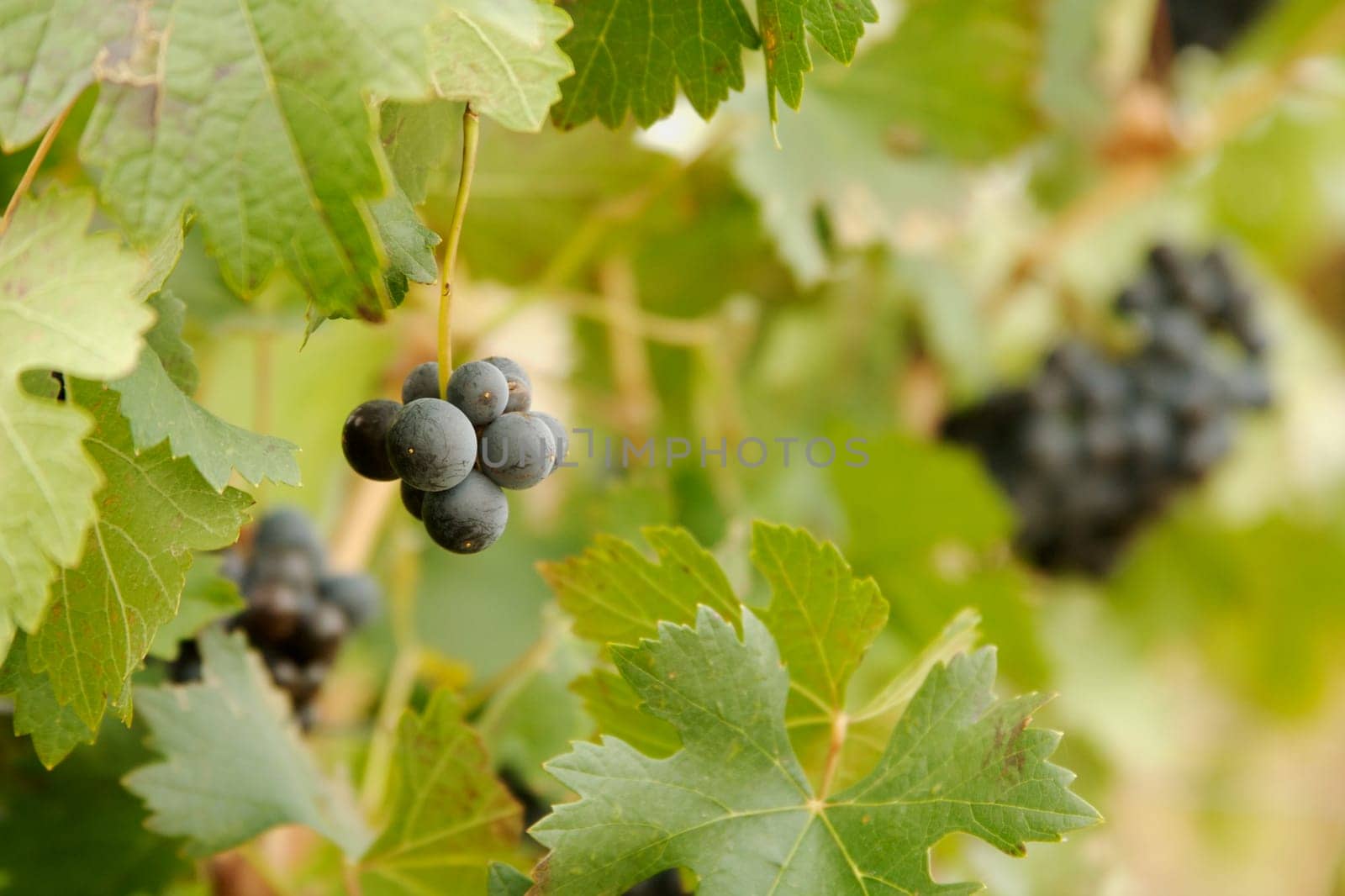 Beautiful Wine Grapes on the Vine one Early Fall Morning.