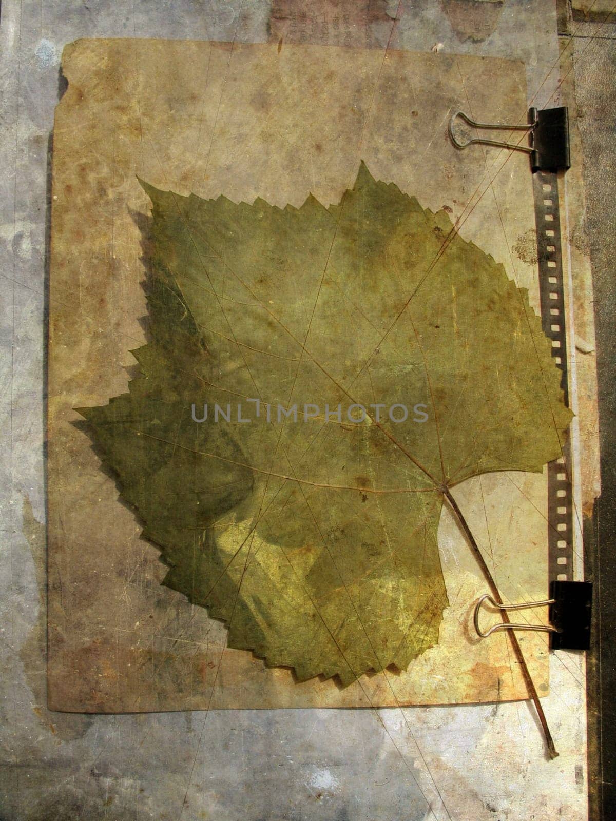 Grunge paper background with grape leaf