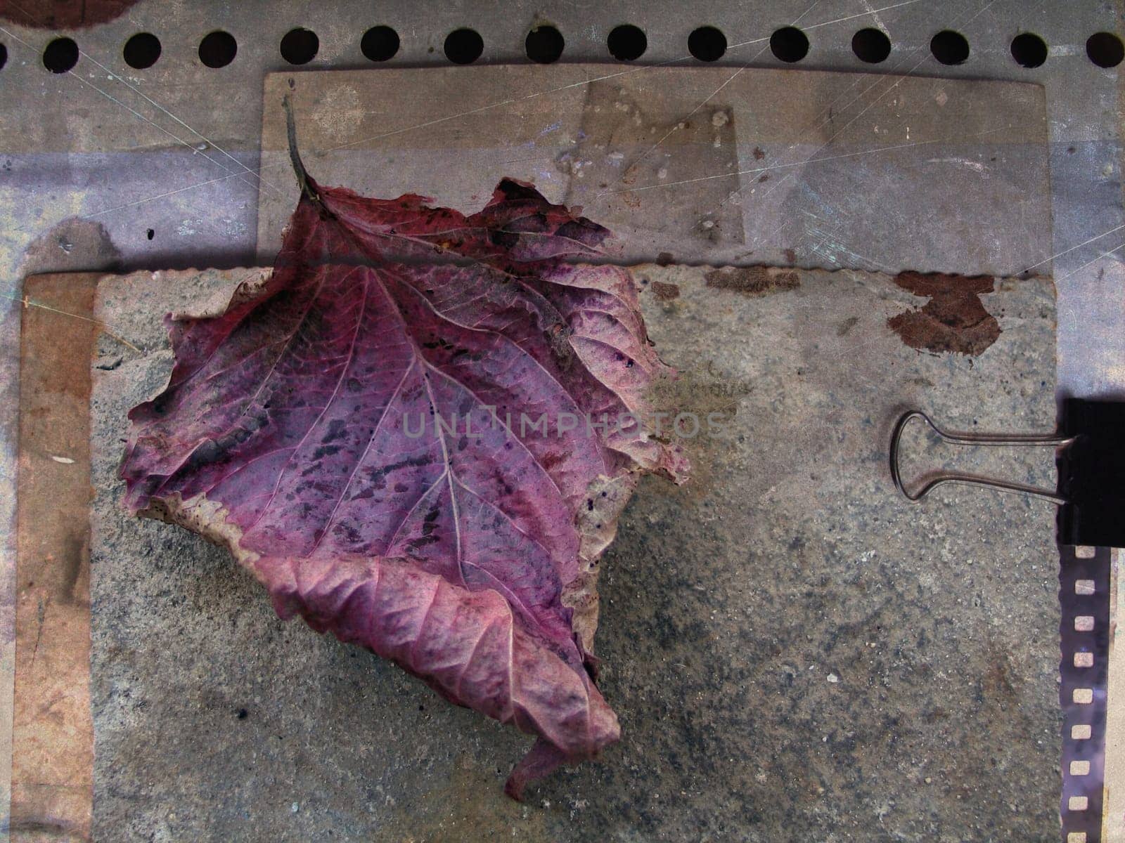 Fallen leaf in grunge background