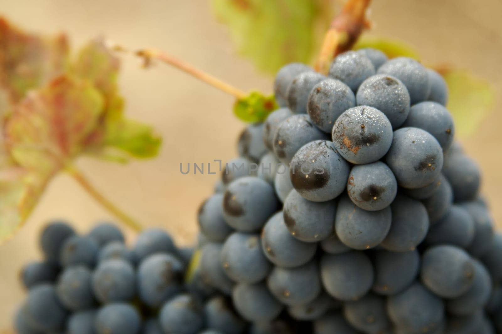 Beautiful Wine Grapes on the Vine one Early Fall Morning.