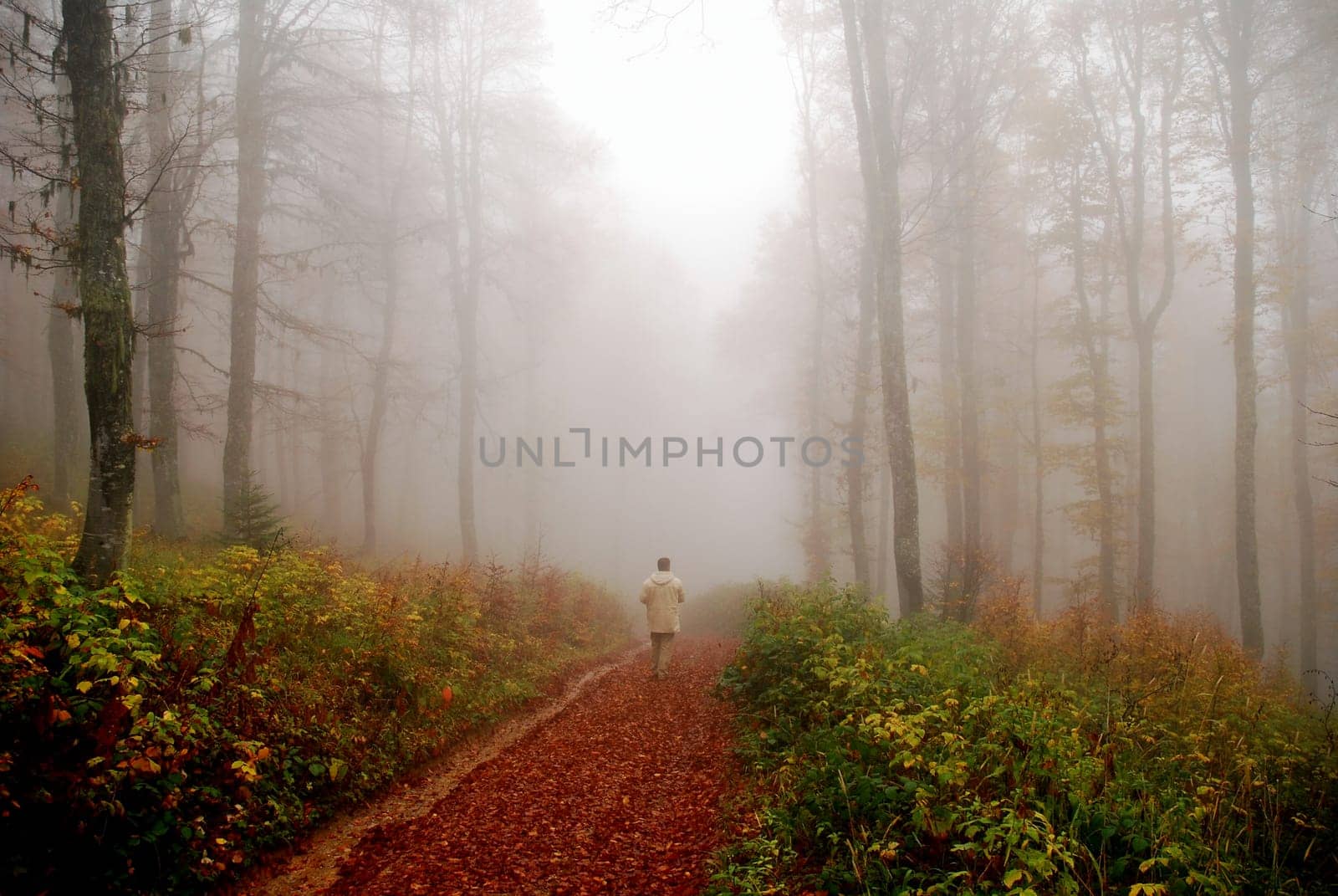 autumn forest scene