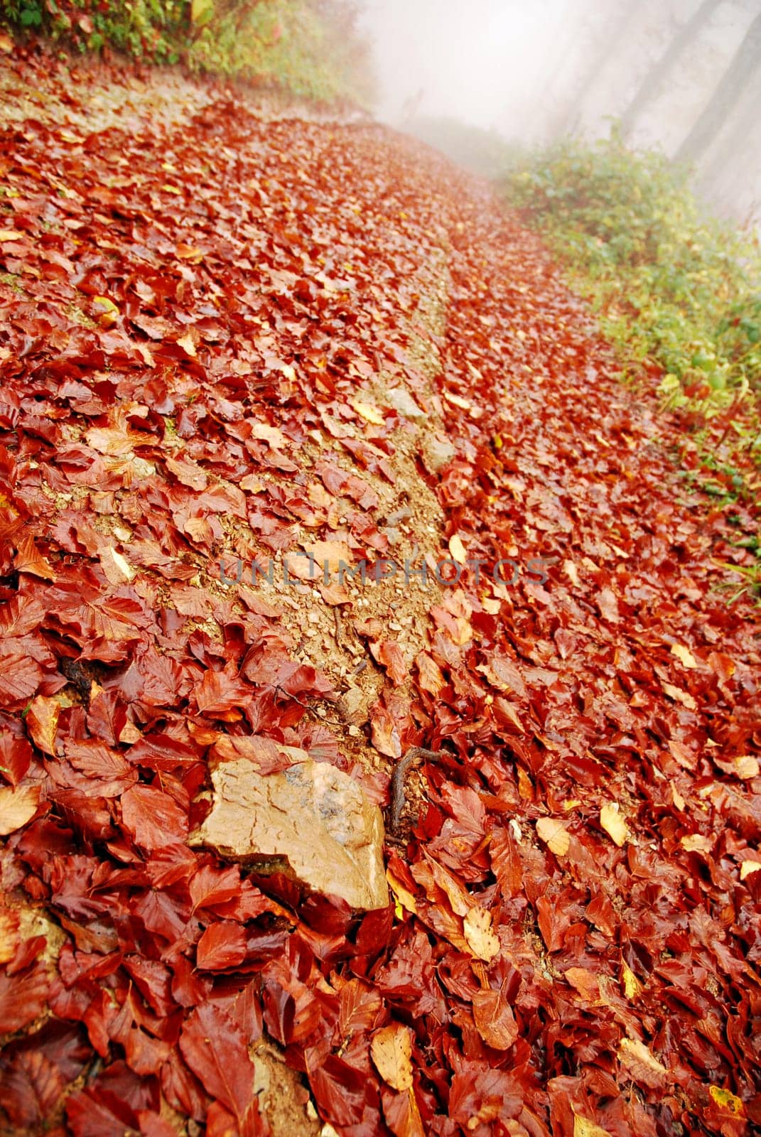 autumn forest scene