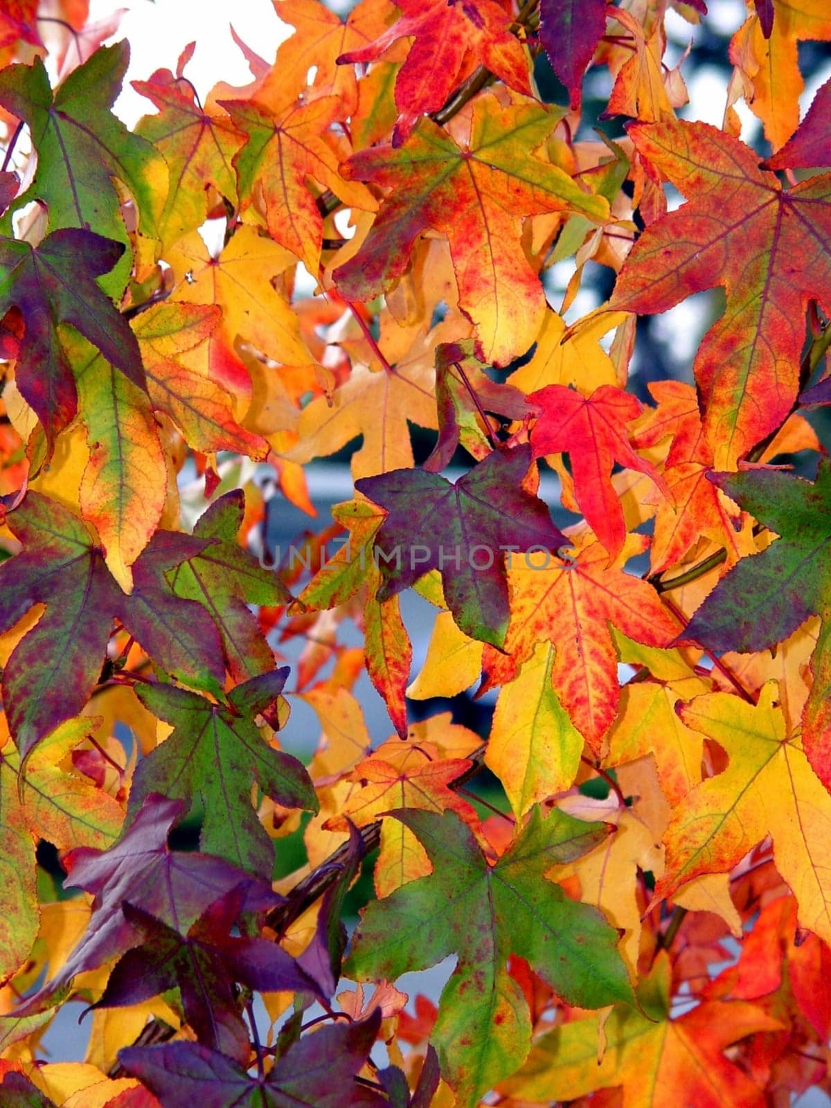 Colorful autumn leaves