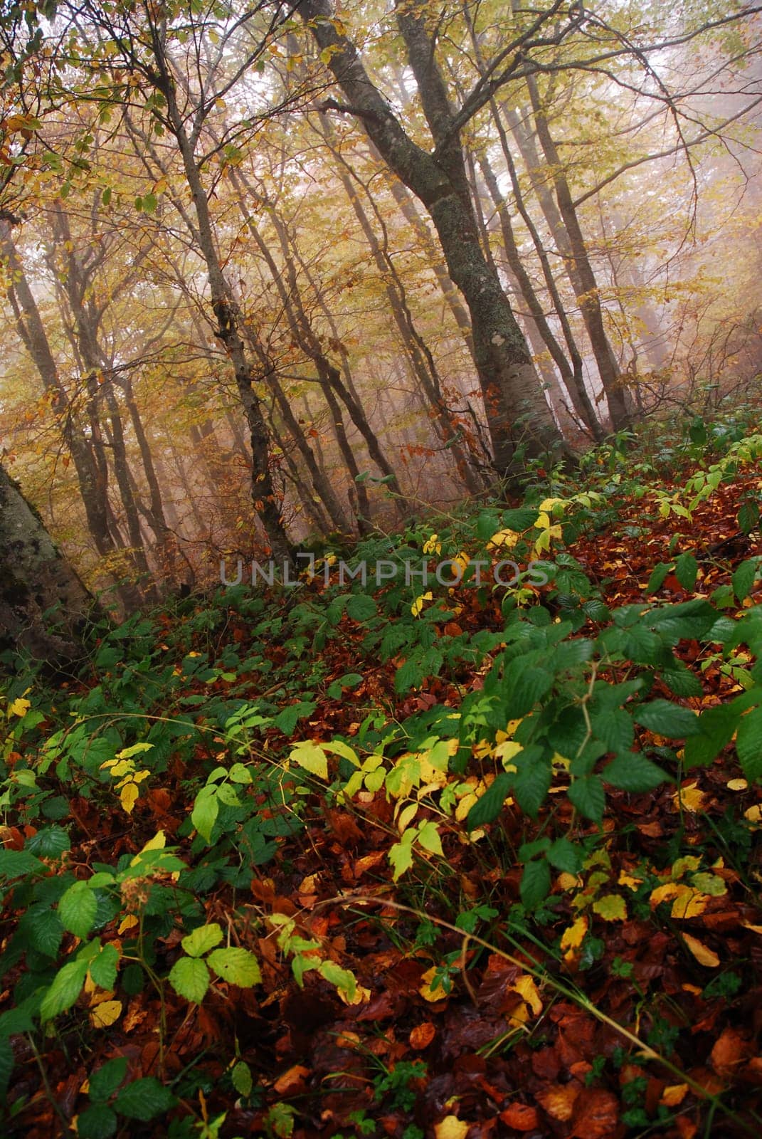 autumn forest haze