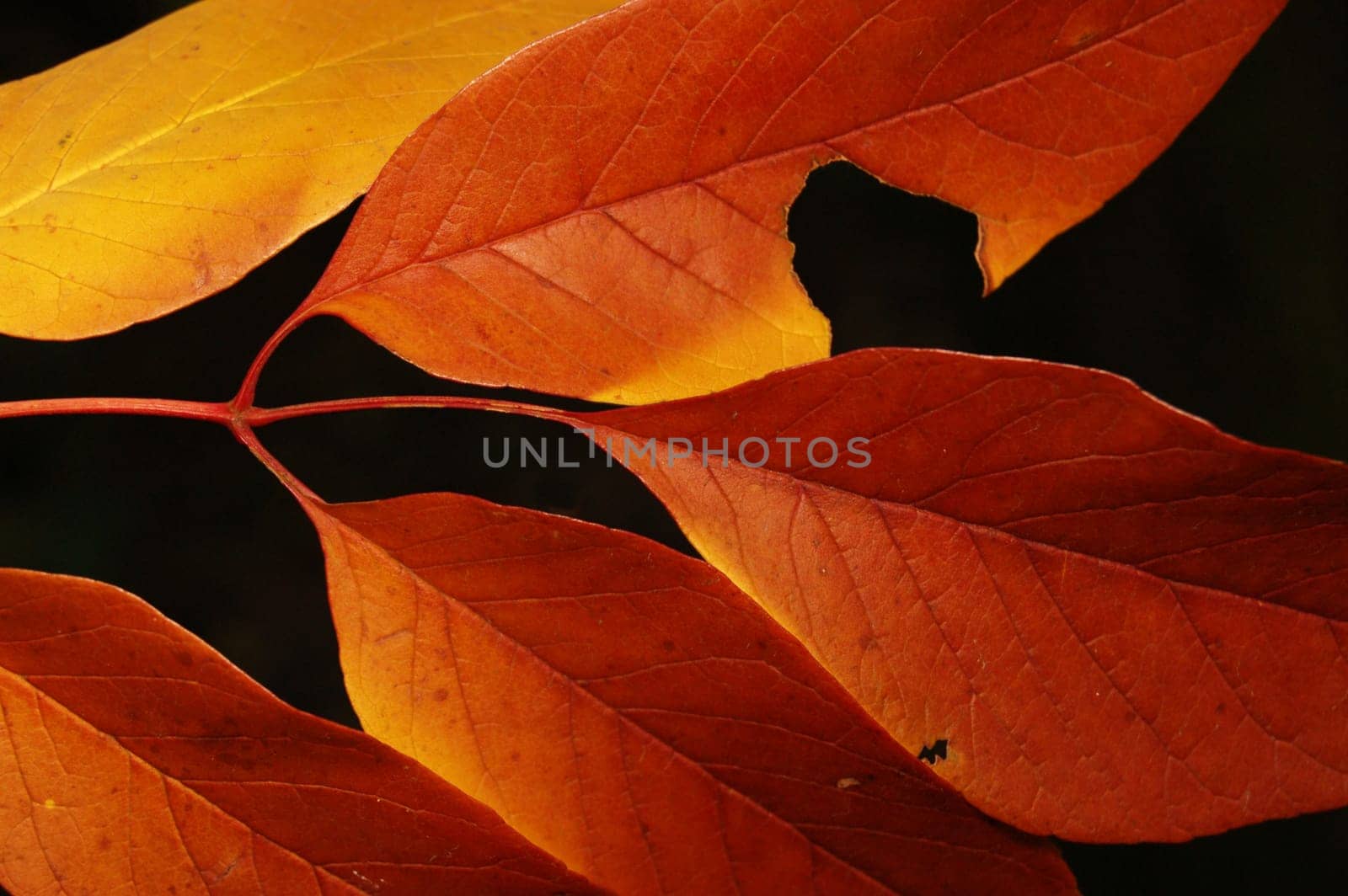Autumn leaves isolated.  With a lot of details.    see other autumn photos in my portfolio