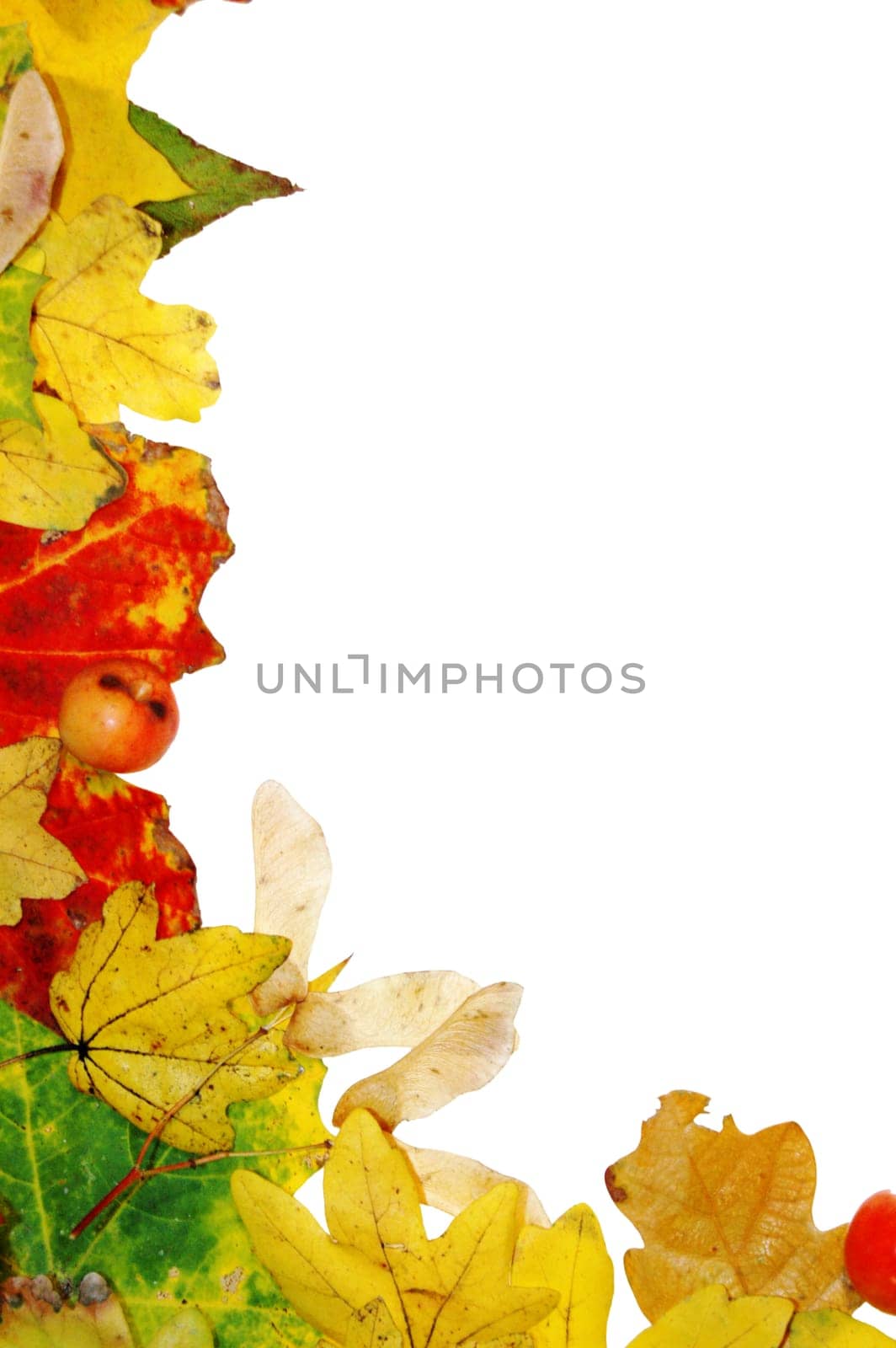 Frame made of colorful autumn leaves on white background.   With place for your text.    More autumn photos in my portfolio.