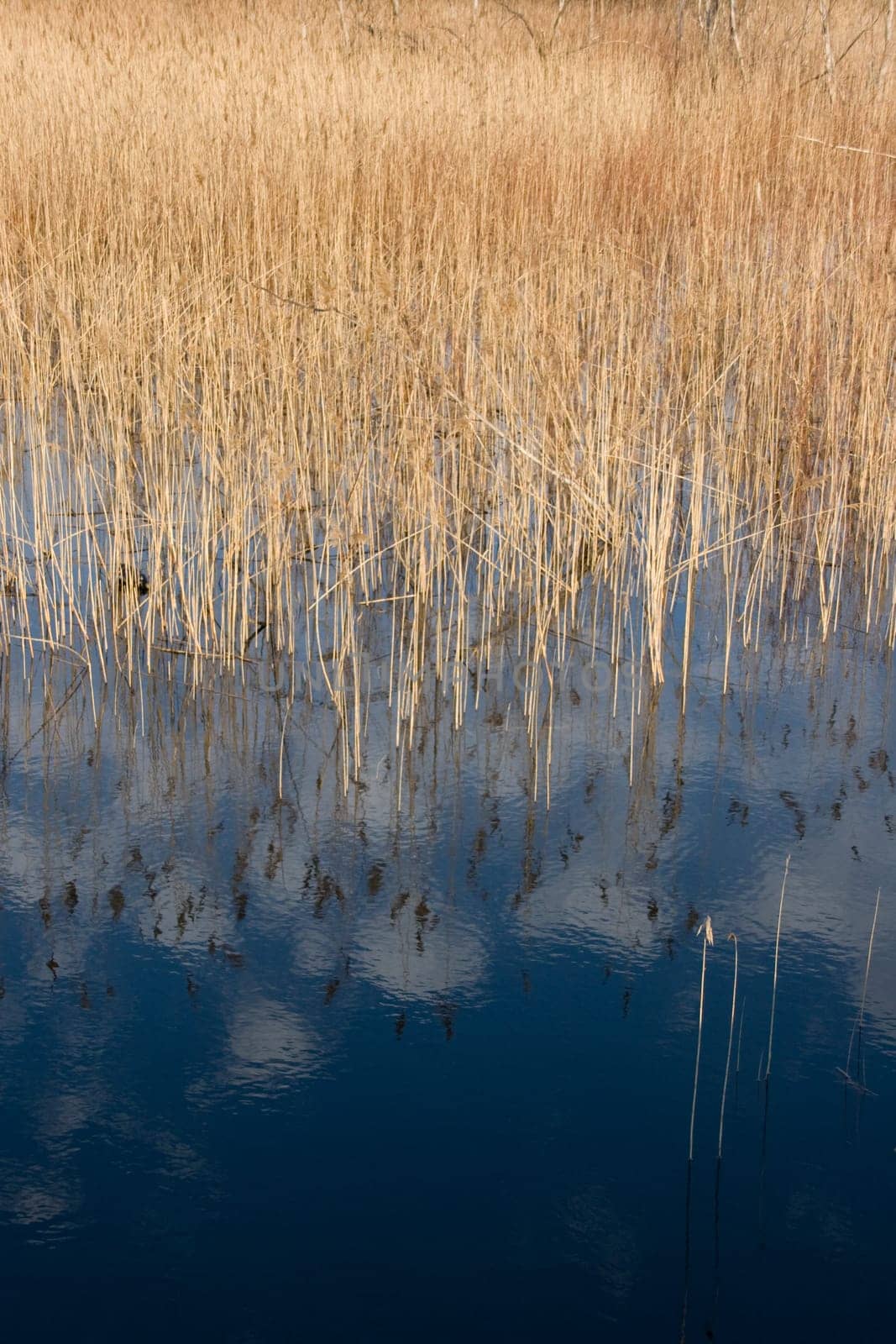 sedge reflection in lake, Skadarsko lake