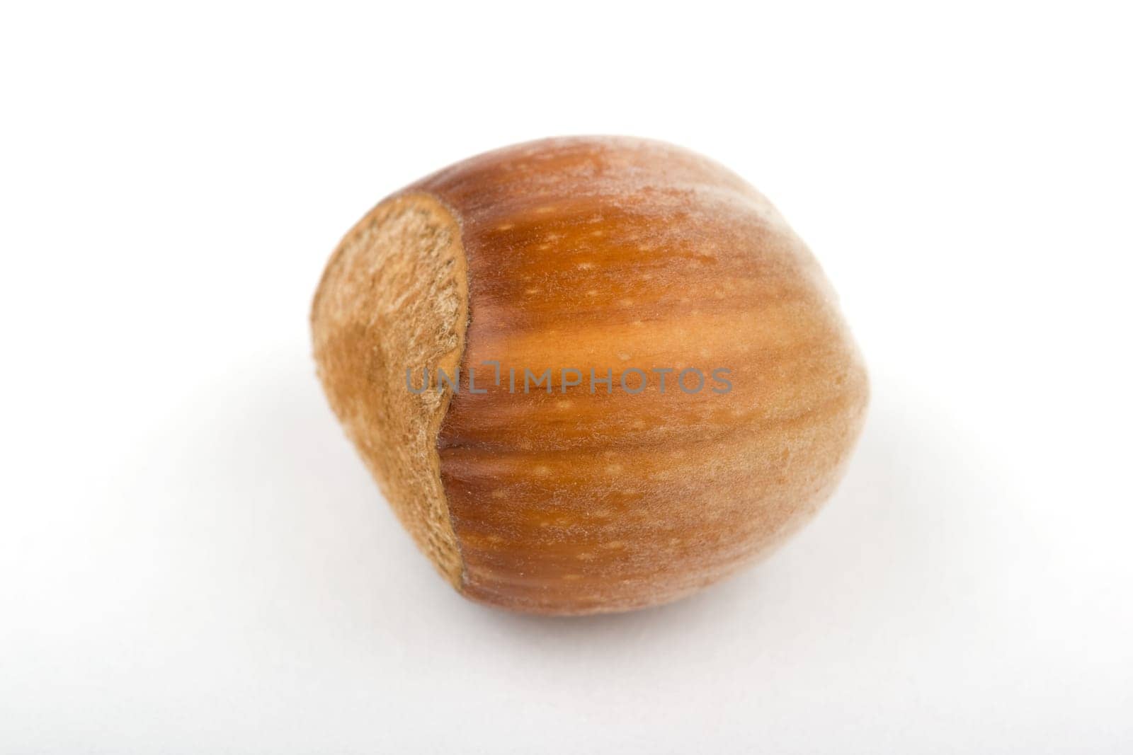 Hazelnut on white background