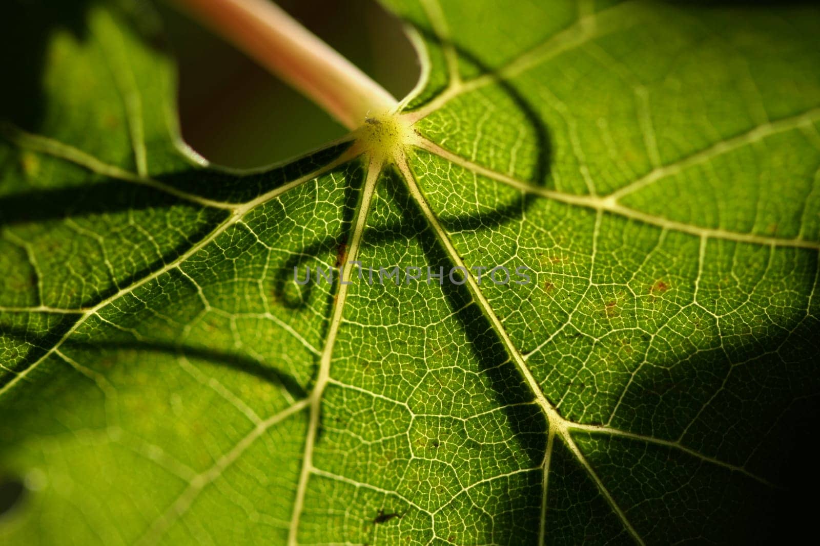 Beautiful Grape Leaf In the Morning Sun with Curly Vine Silhouette.