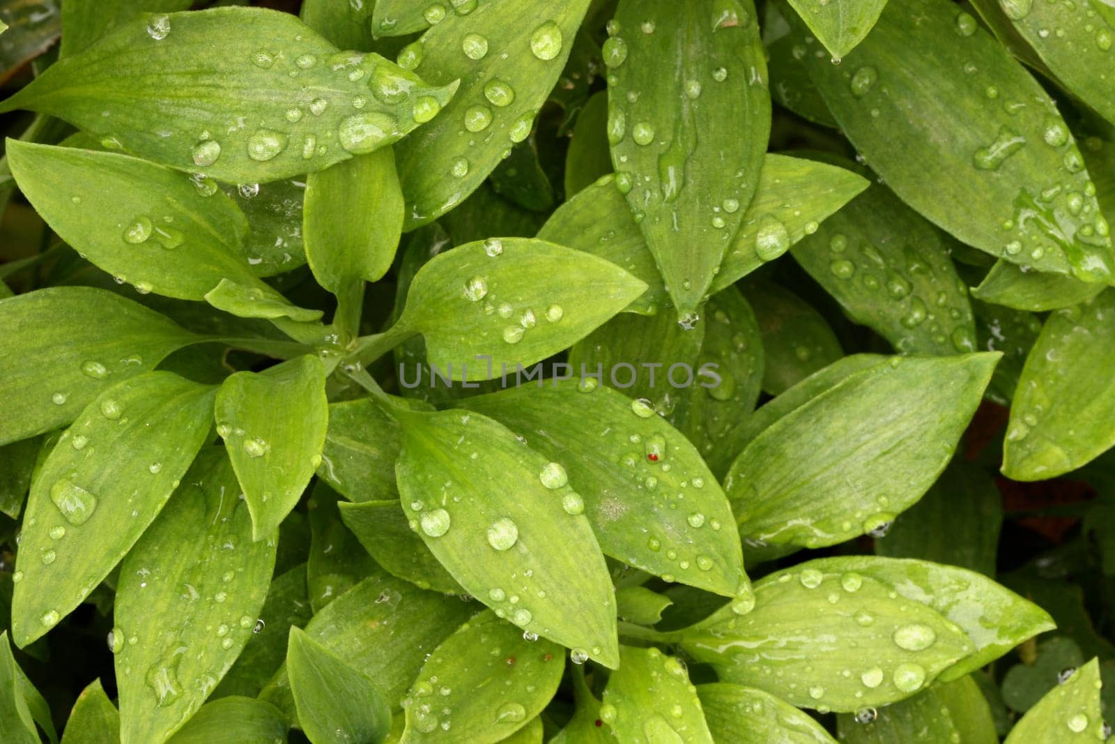 Plant Leaves with Morning Dew Drops.