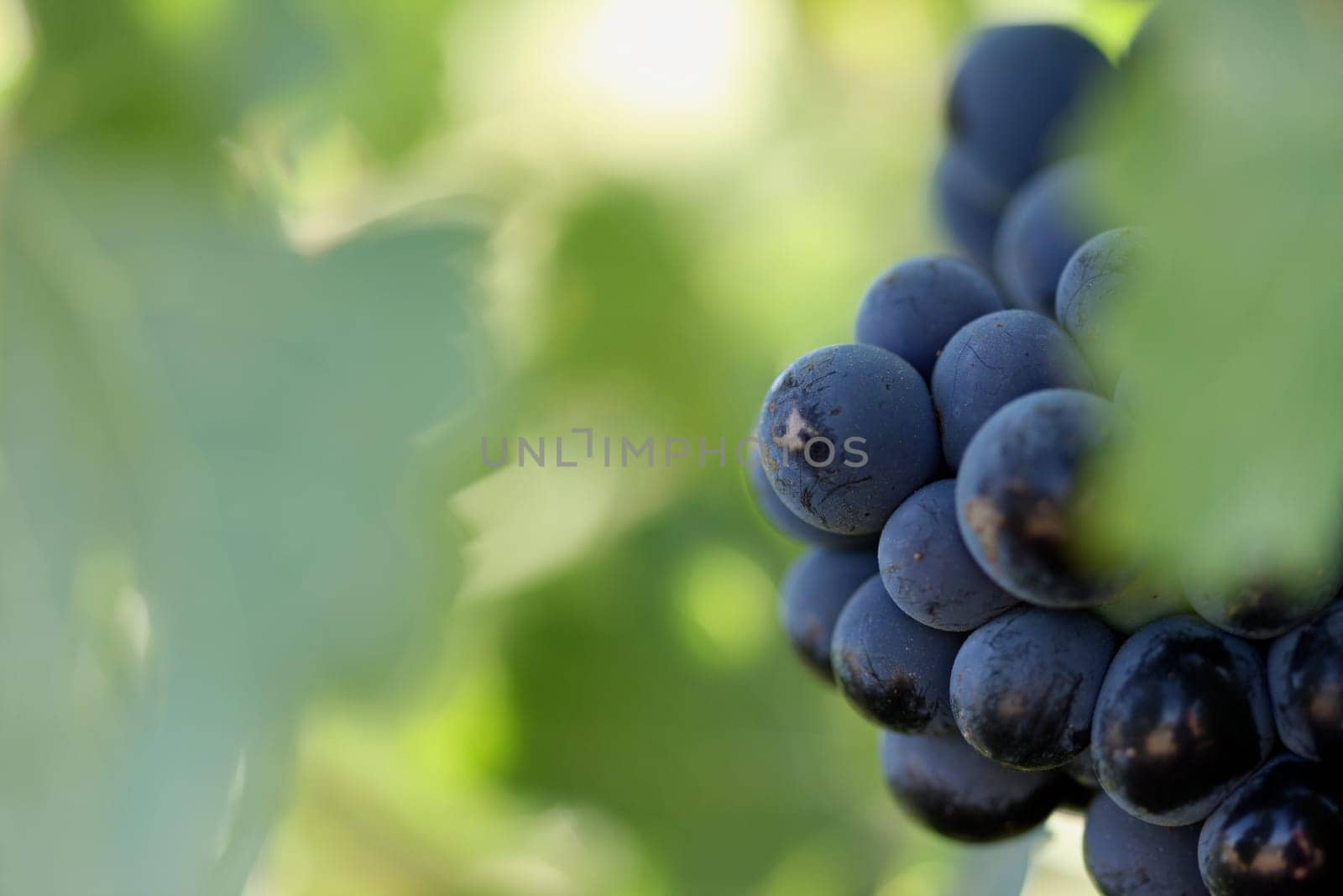 Grape Vines In the Morning Sun