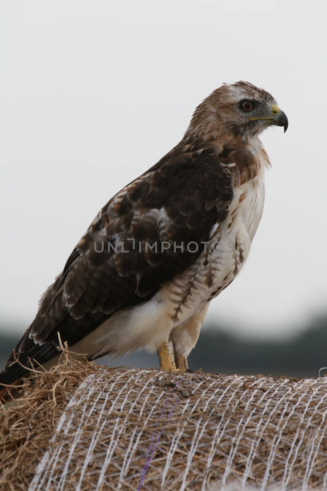 Red tail hawk setting on hay bale.