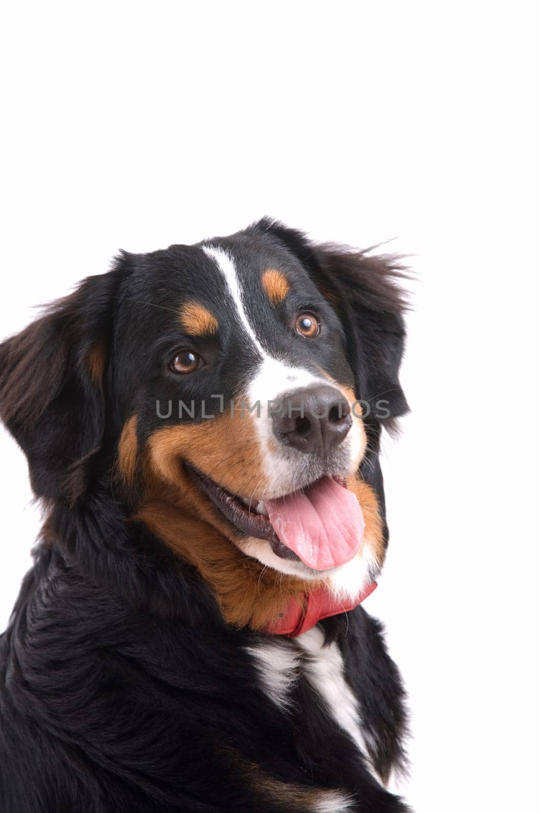 Cute and young bernese mountain dog on white background
