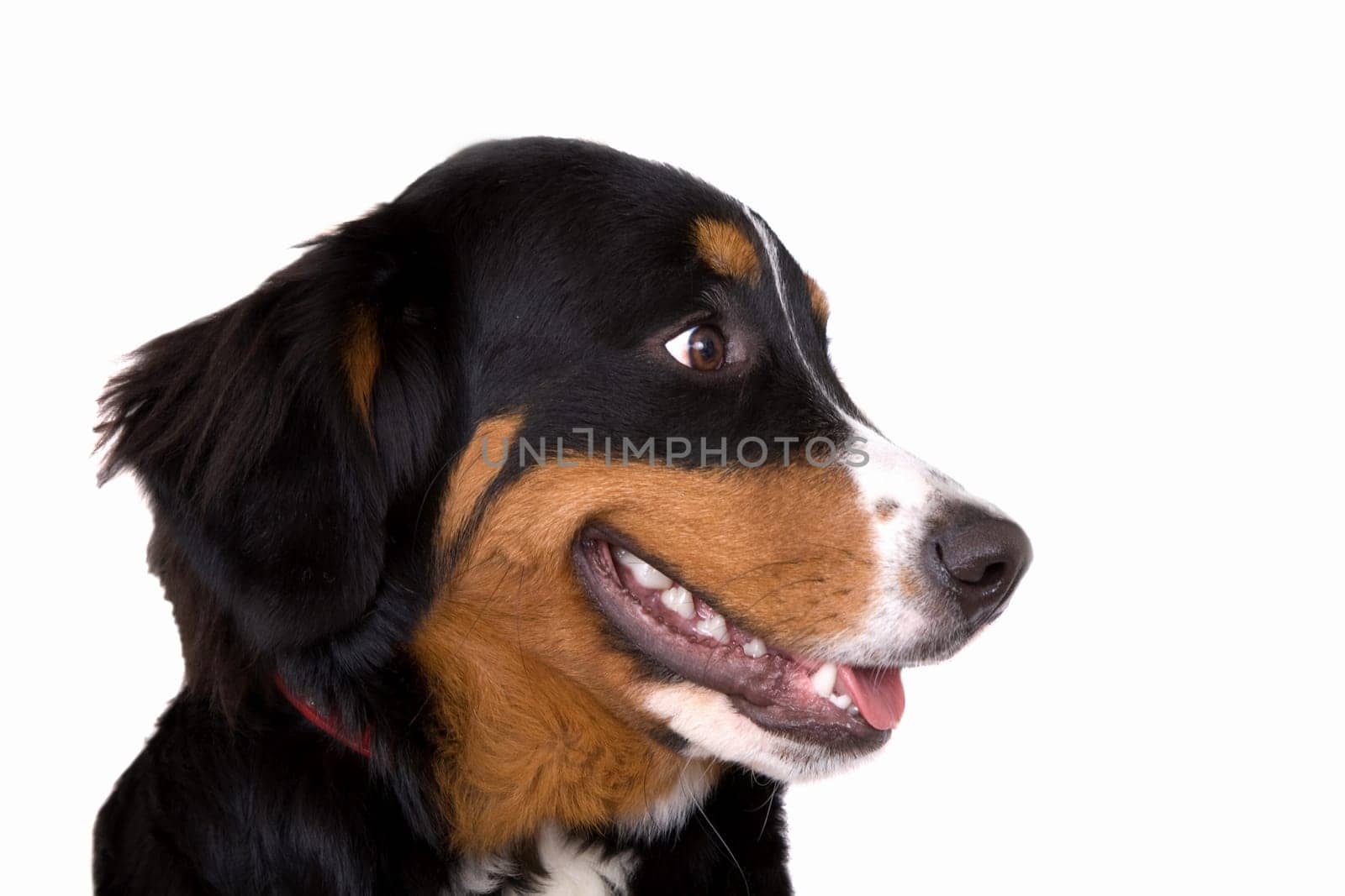 Cute mountain dog on white background