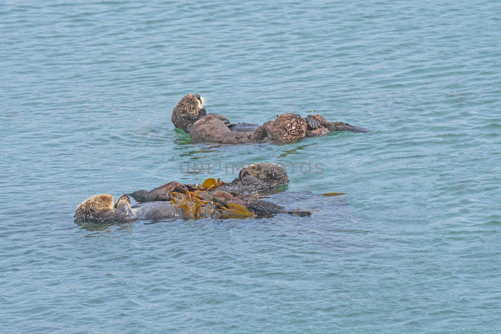 Sea Otters Relaxing in the Sea near Morrow Bay, California