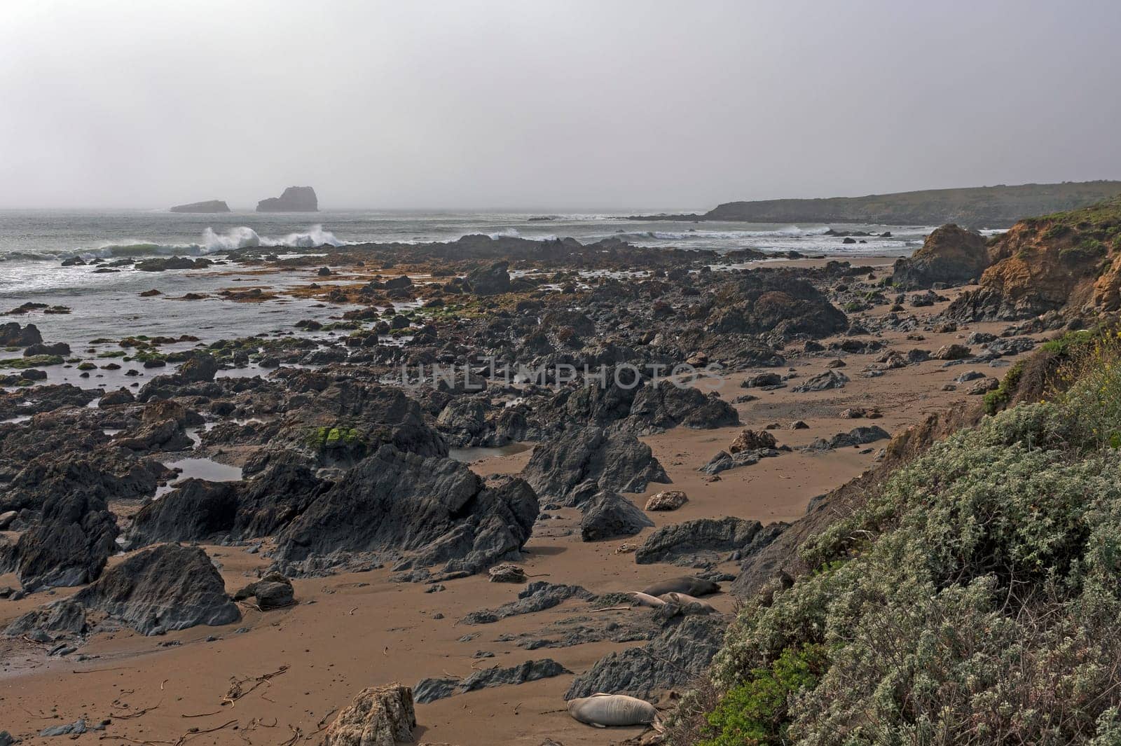Rocky Elephant Seal Habitat on the Coast Along the Big Sur Highway in California