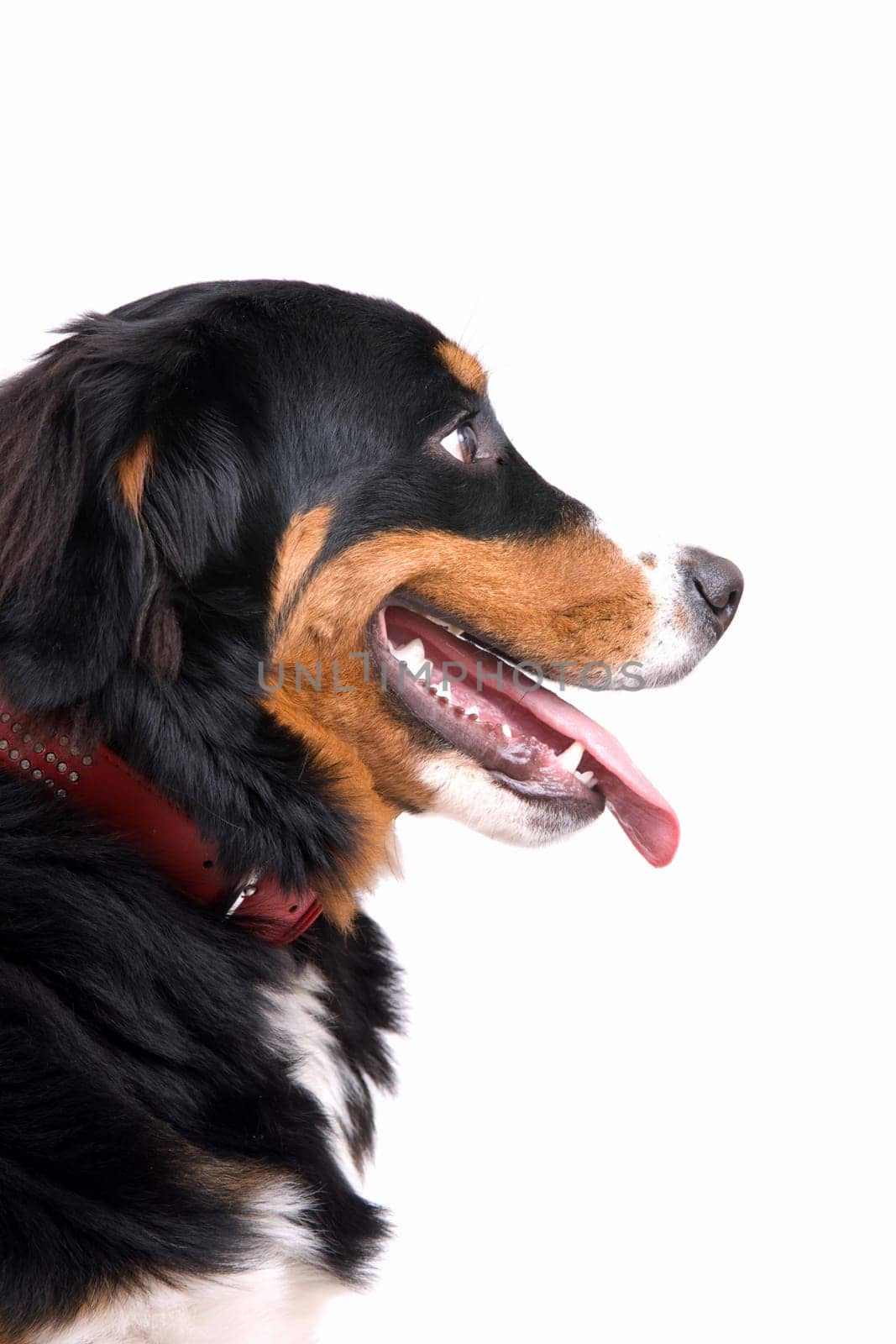 Pretty bernese mountain dog looking sideways