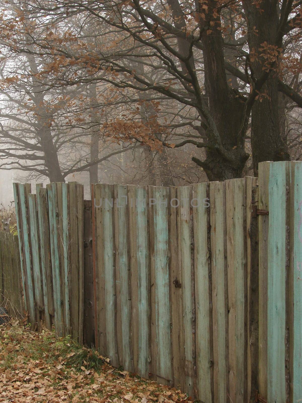 autumnal country scene with old wooden fence and oaks