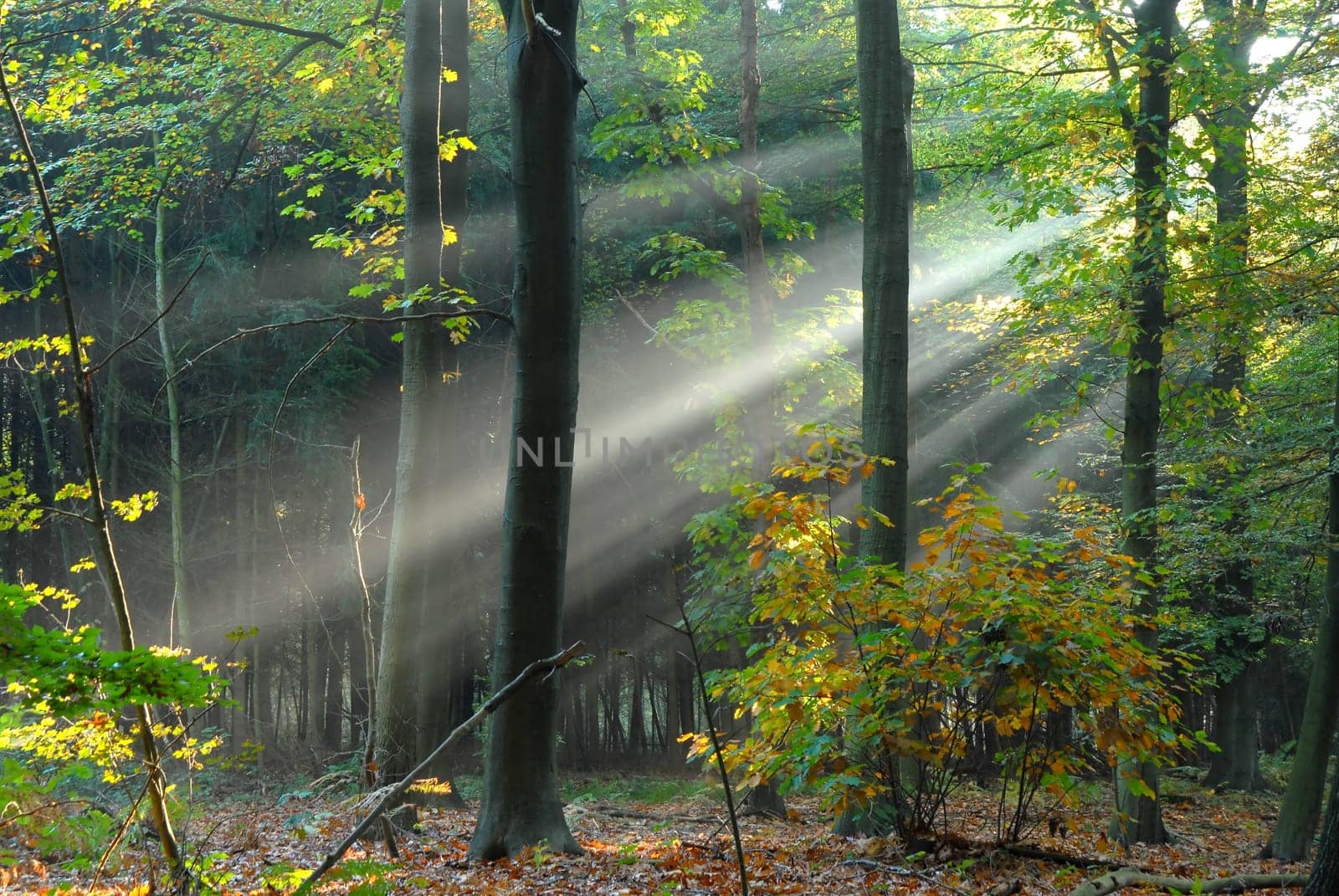 sunbeams pouri into the autumn forest creating a mystical ambiance