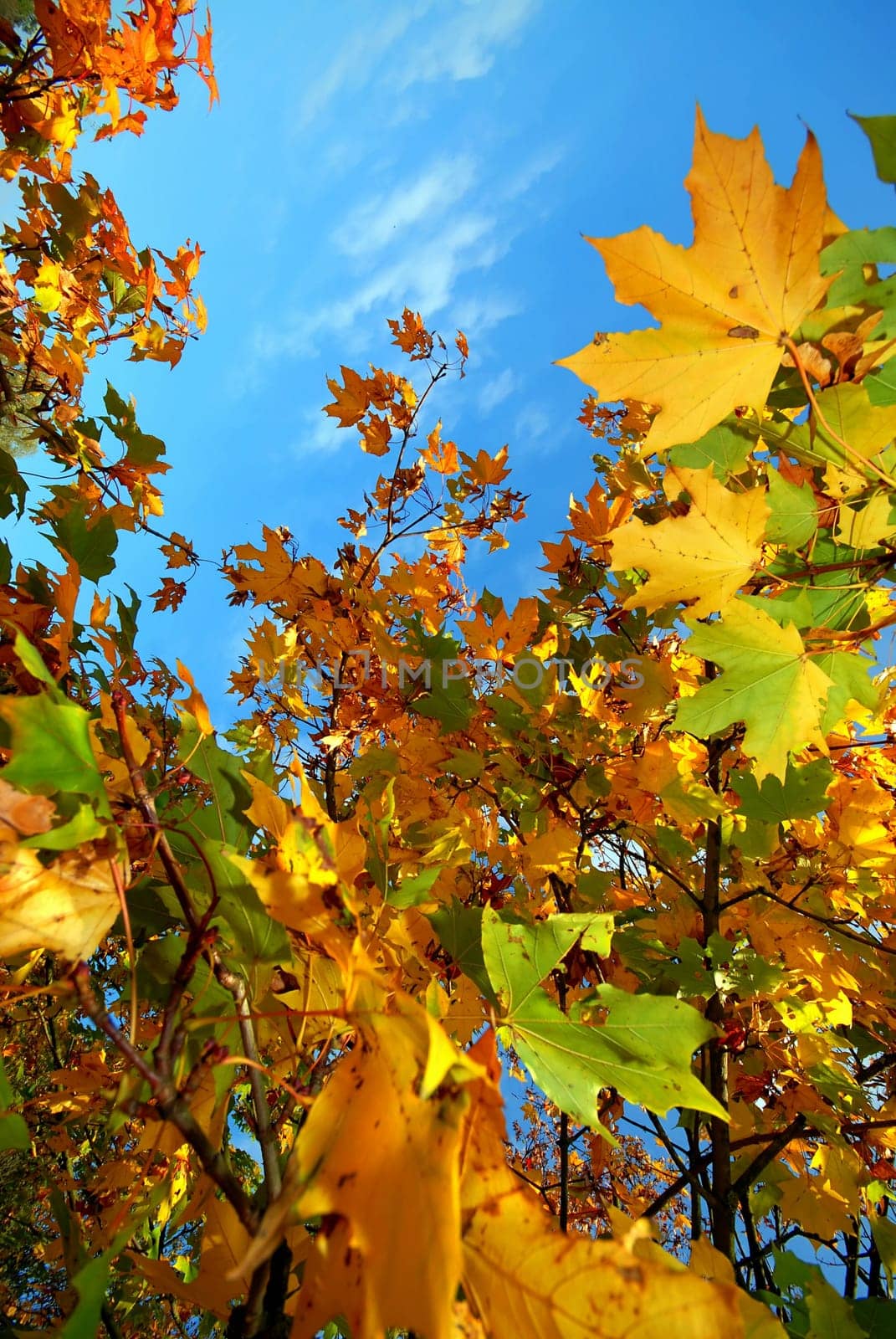 Colorful autumn leaves against a blue sky with clouds