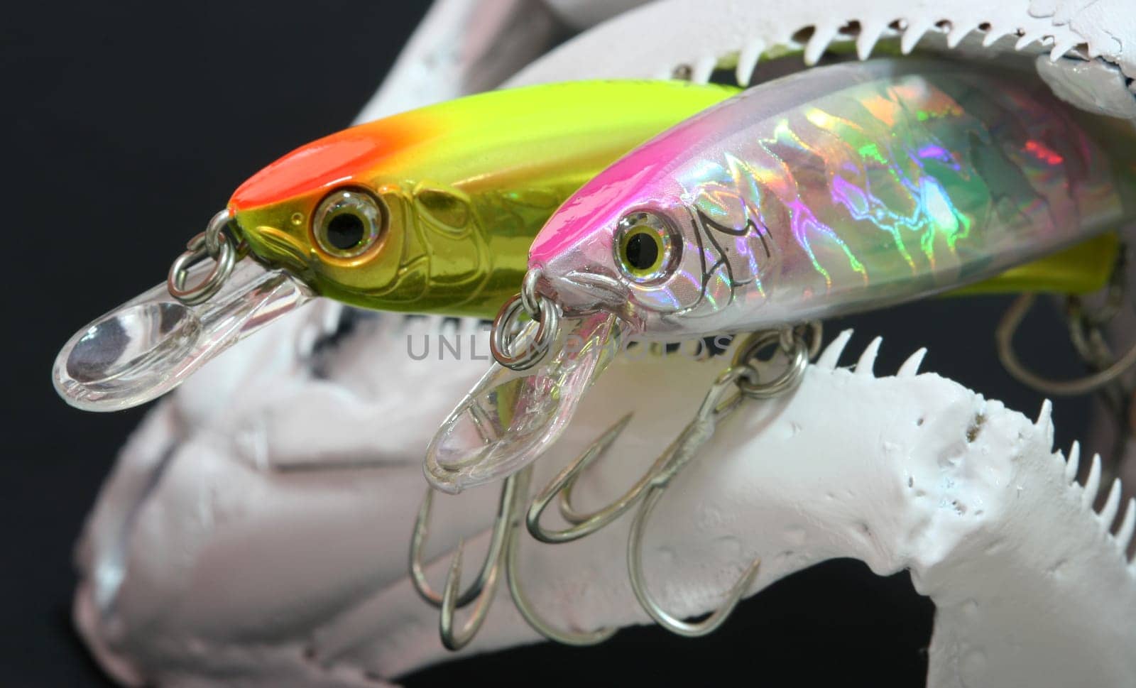 Fish skull and lures on display.