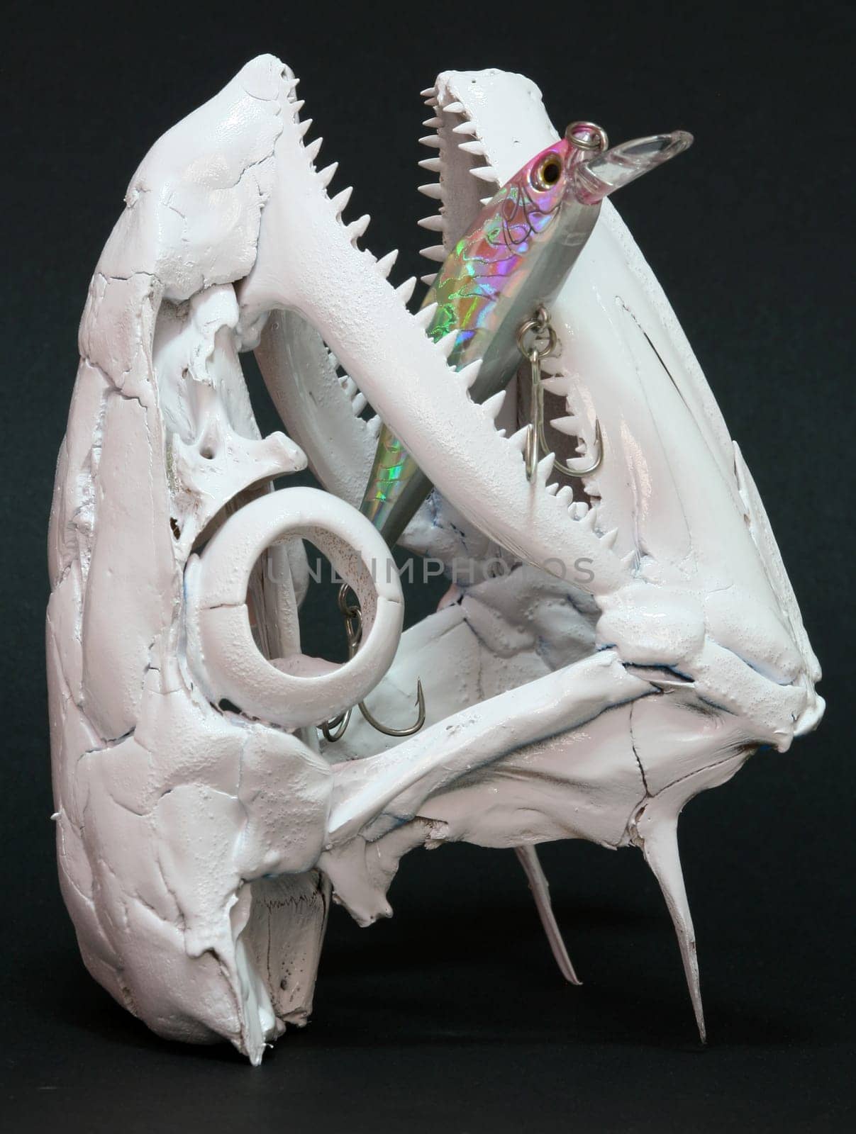 Fish skull and lures on display.